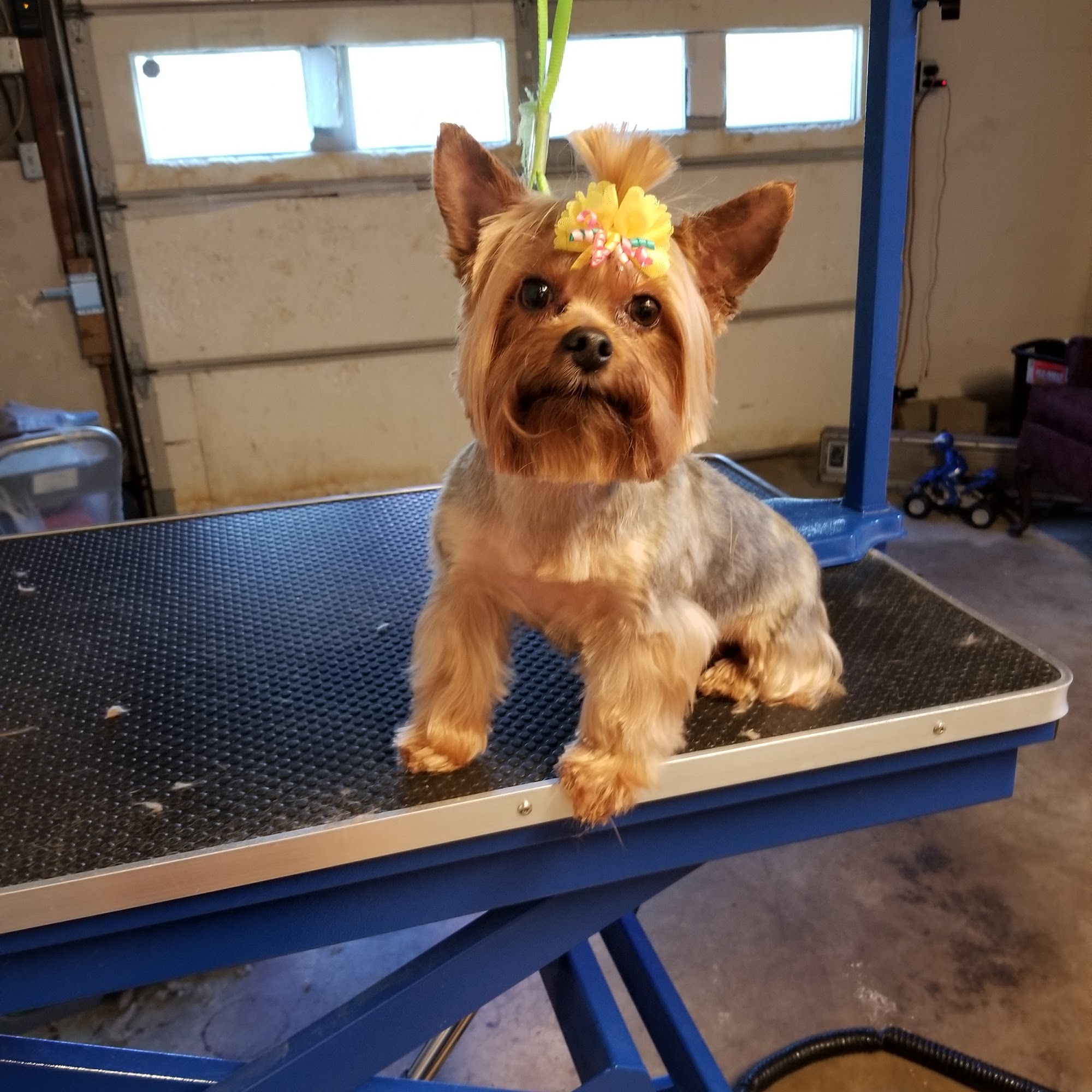 Baby Bears Grooming Paducah