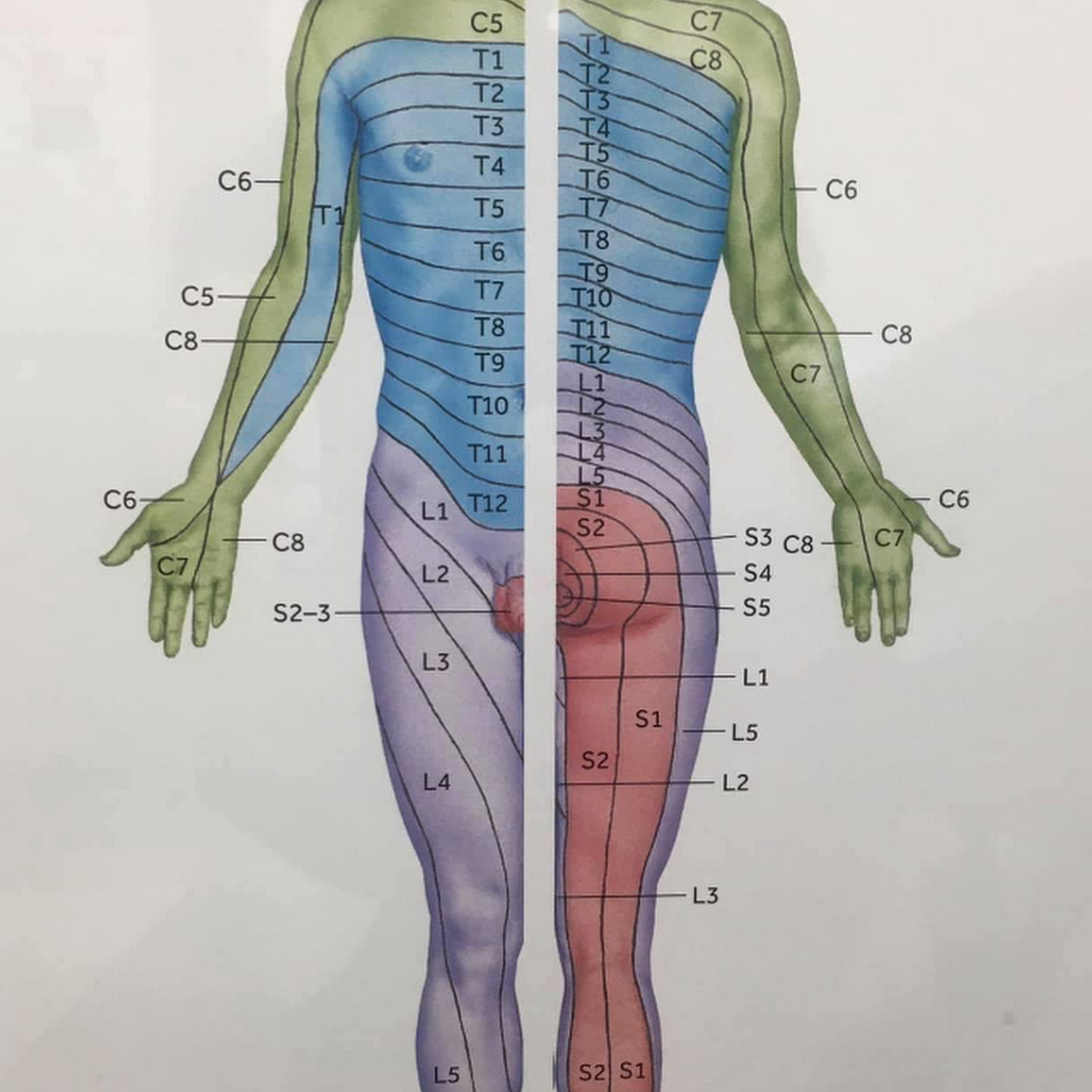 Dan S. Carden - The Massage Doctor 325 Susan Ln, Paducah Kentucky 42003