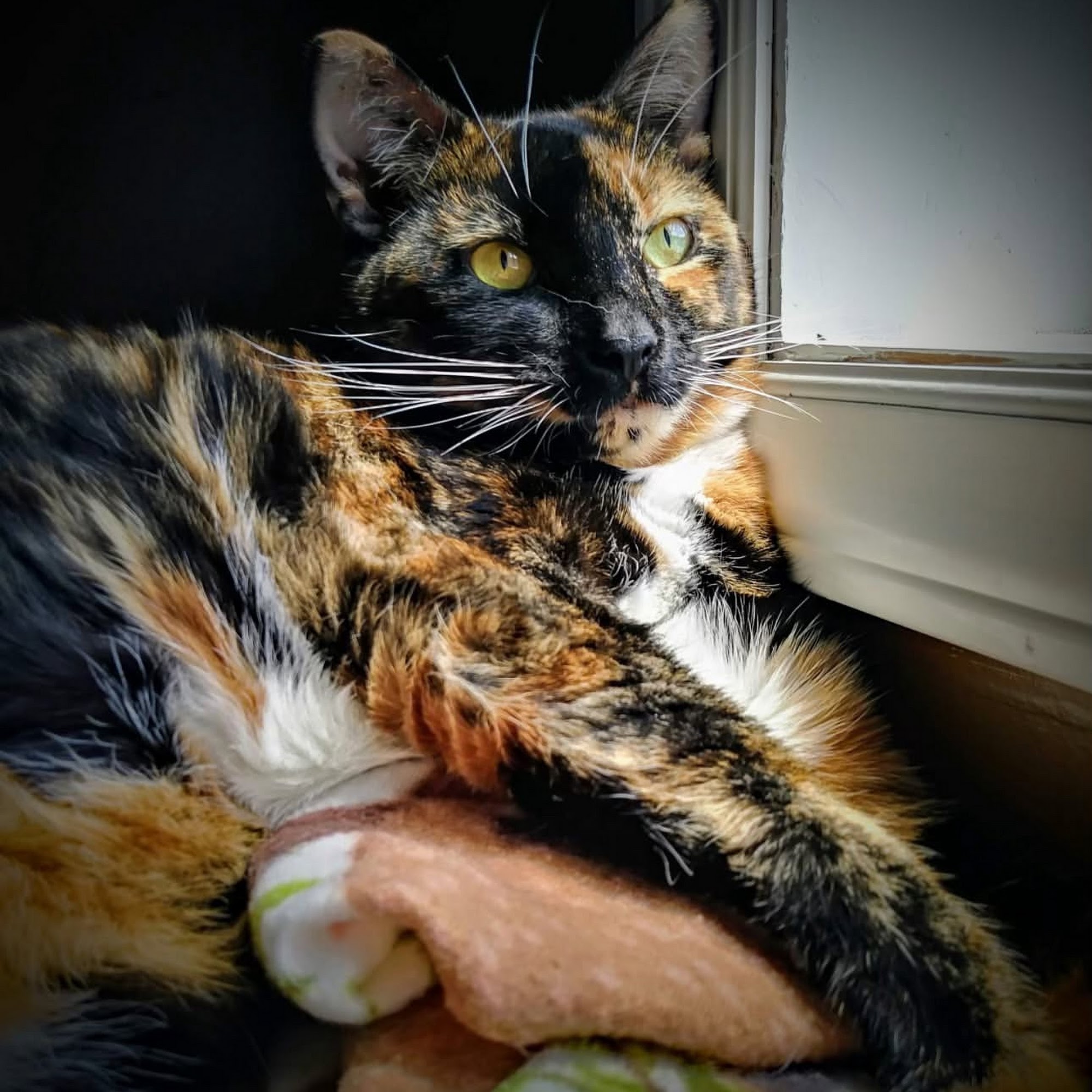 East Kentucky Animal Clinic Pikeville