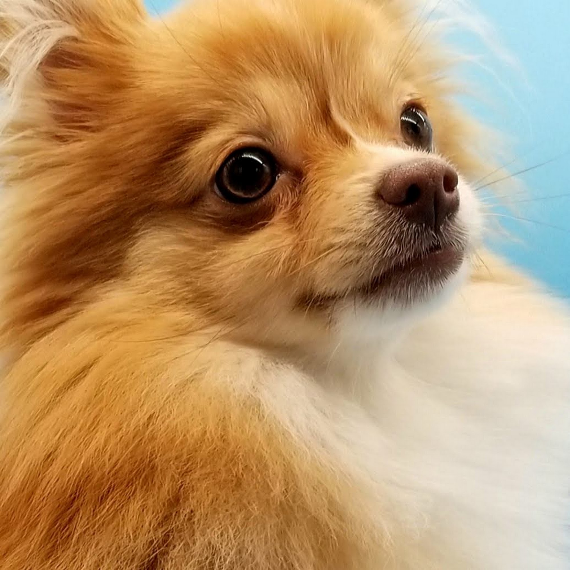 Valley Veterinary Clinic Pikeville