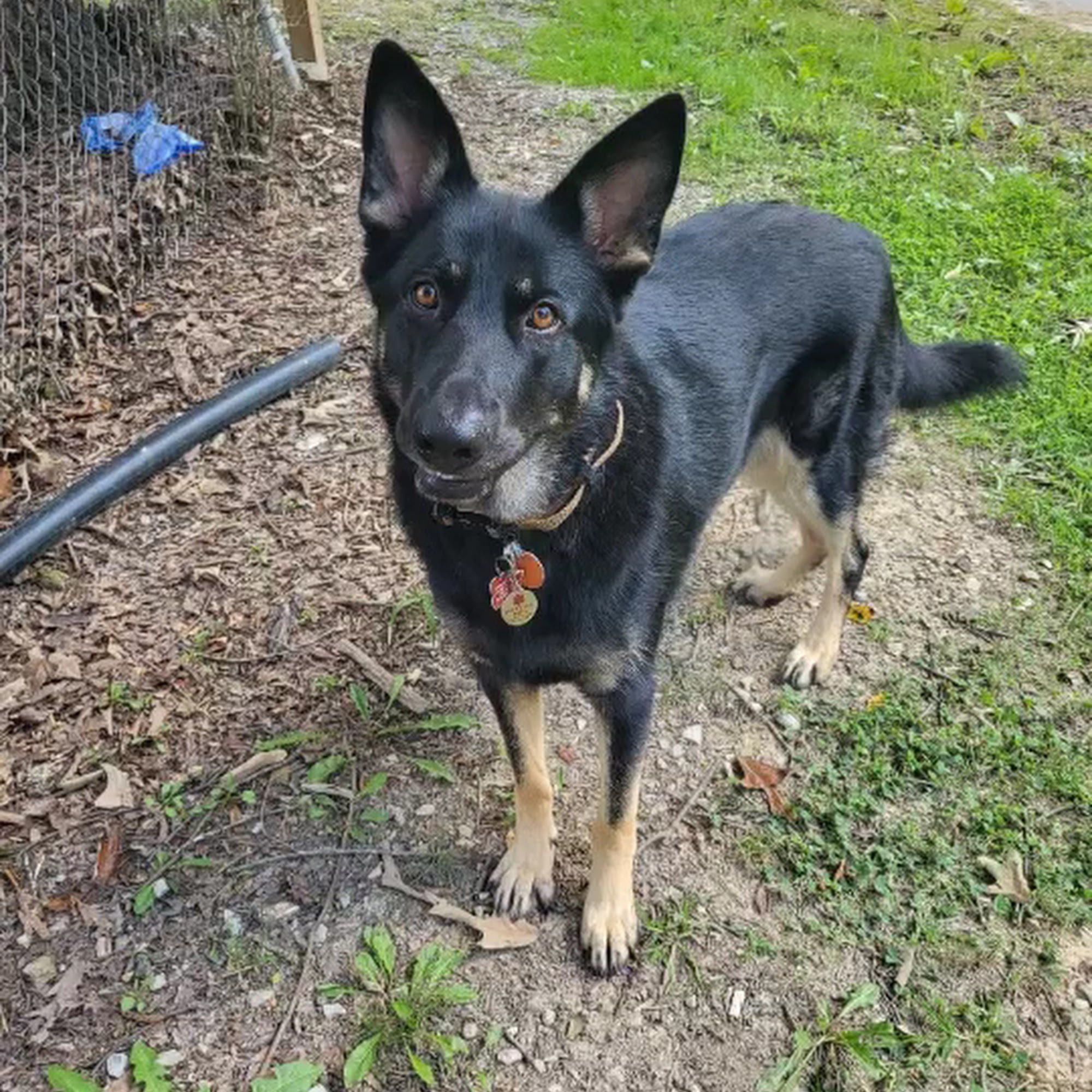 Animal Wellness Center Pikeville