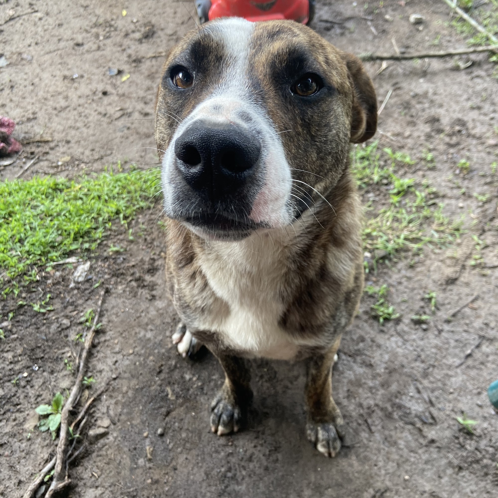 Pike County Animal Shelter Pikeville