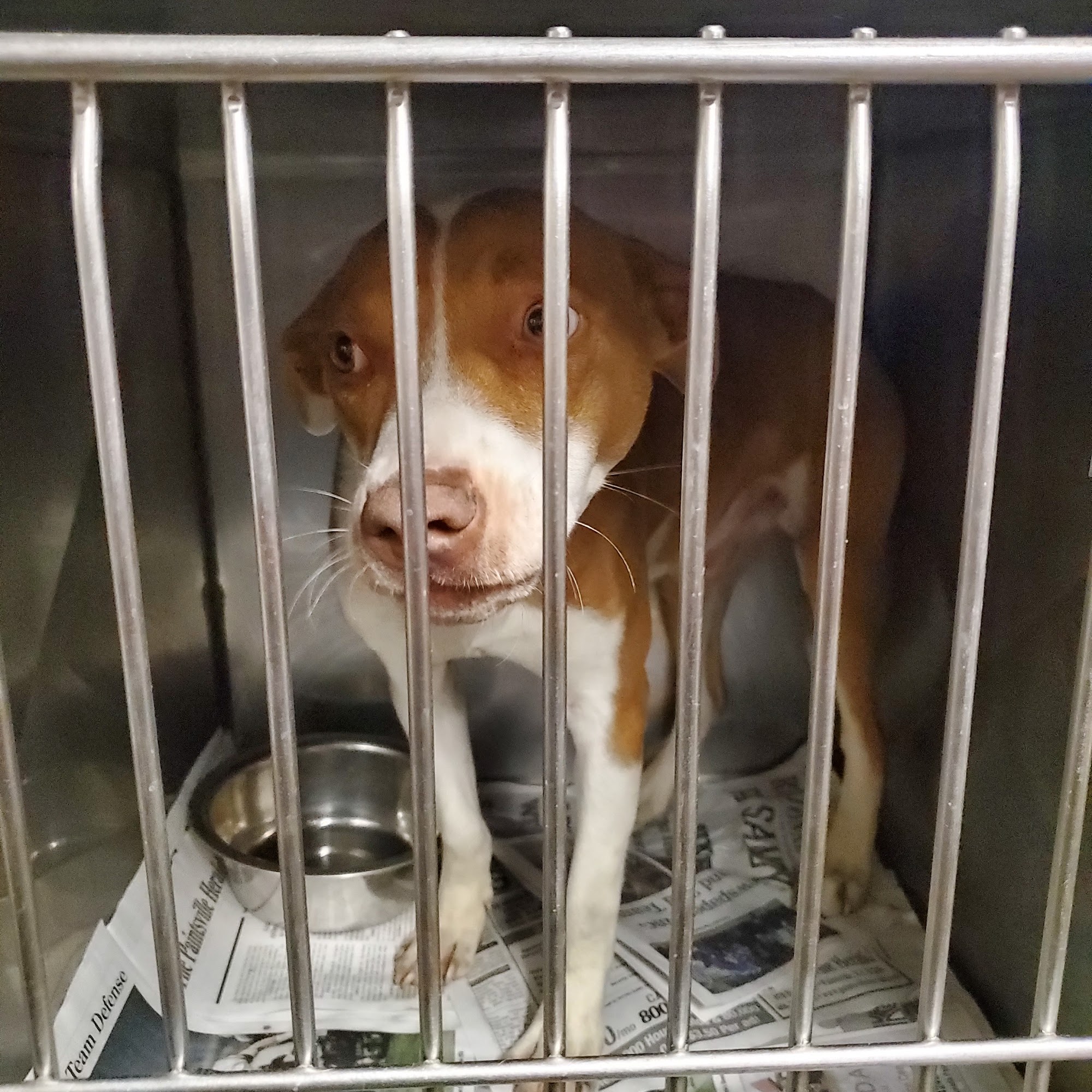 Floyd County Animal Shelter Prestonsburg