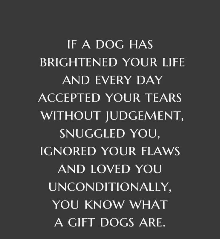 Pet Groomin & Boarding by David Rogers Princeton