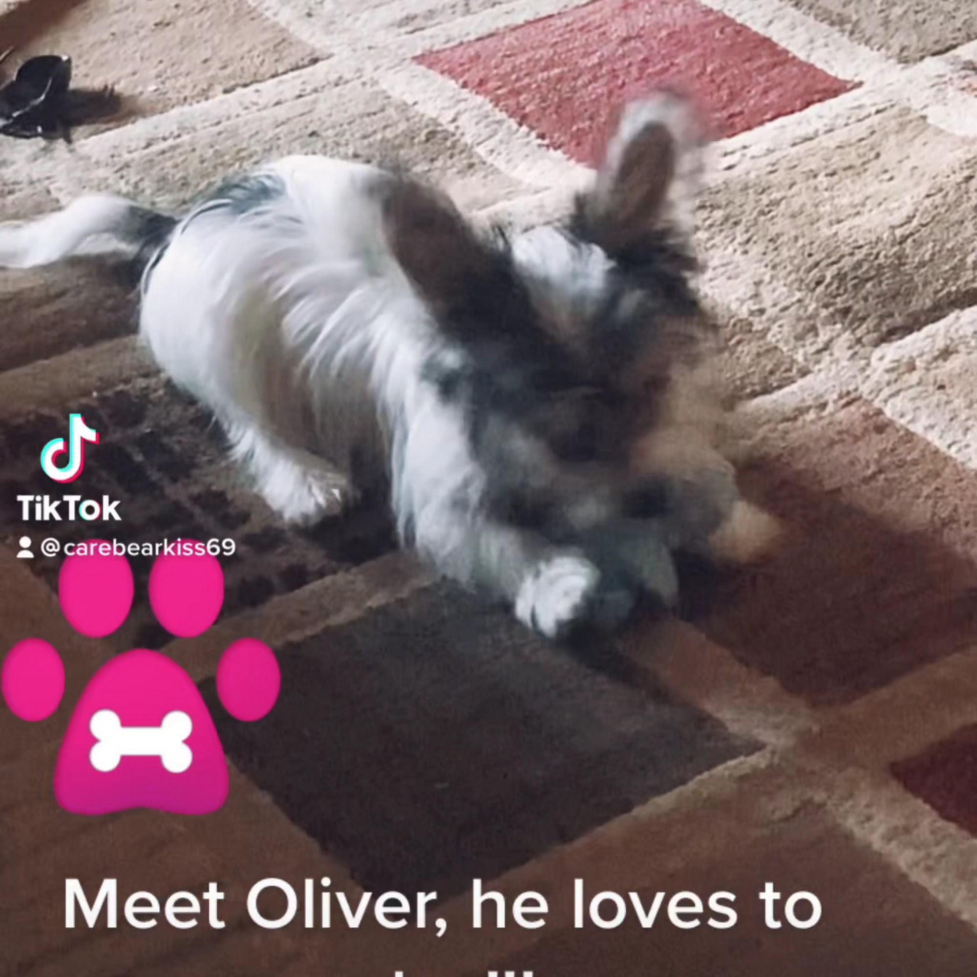 North Hardin Veterinary Clinic Radcliff