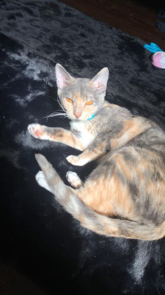 Pawsitively Stylin" Radcliff