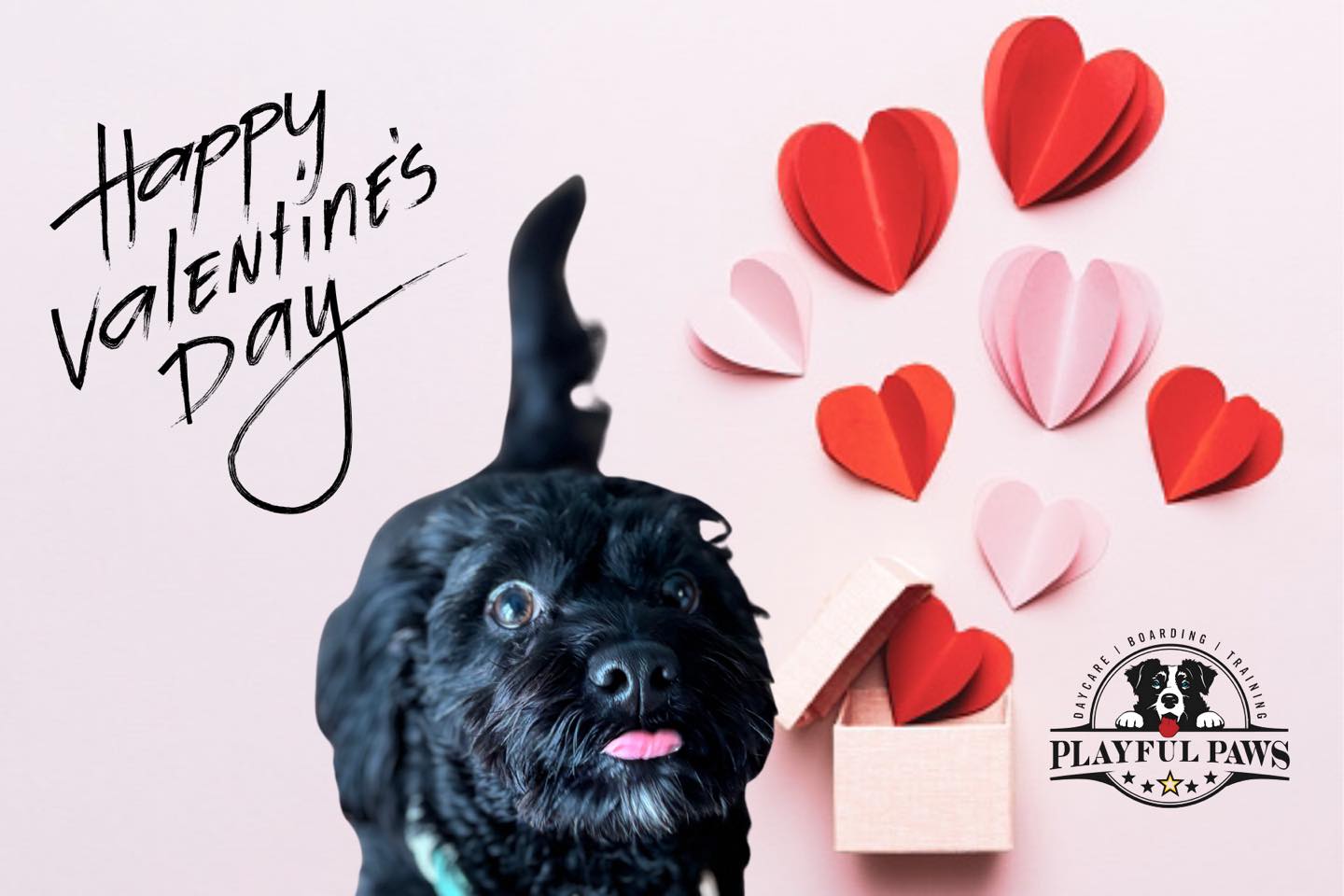 Playful Paws Radcliff