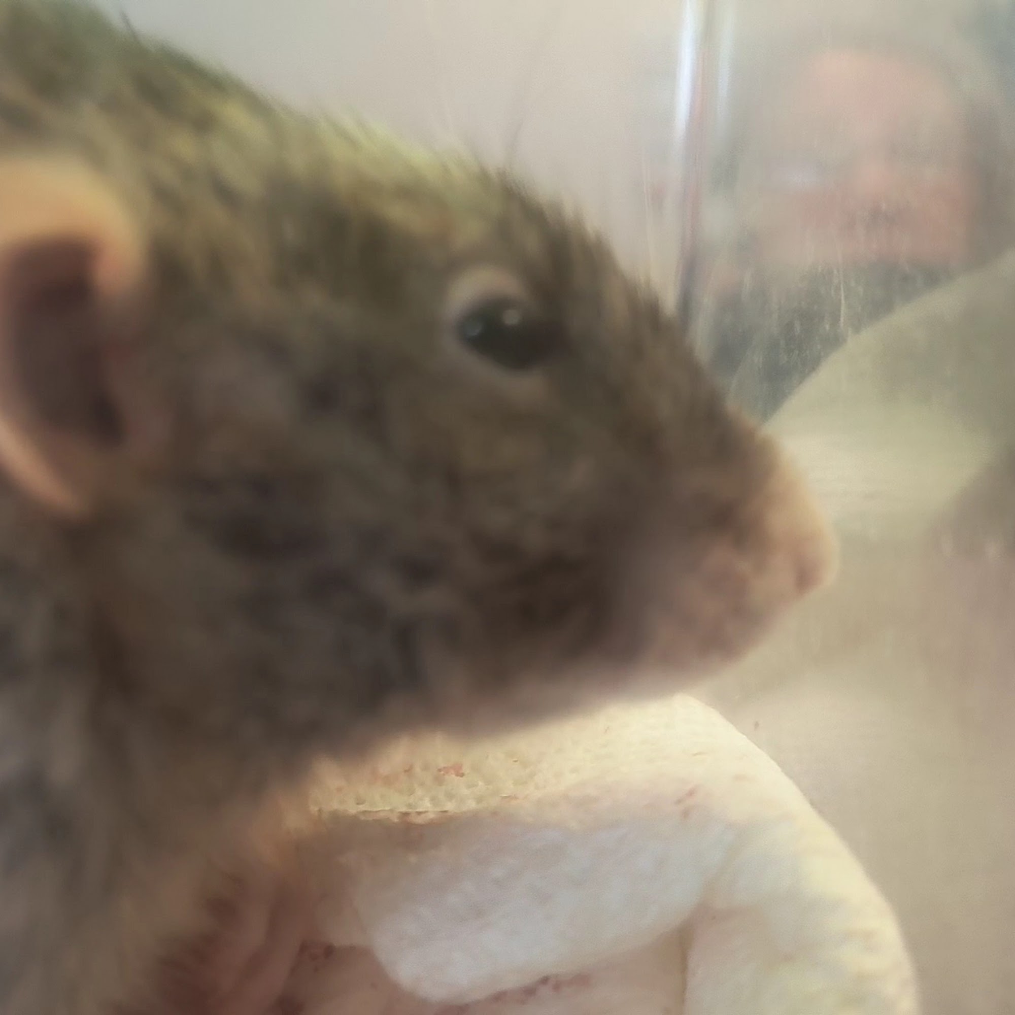 Richmond Veterinary Clinic Richmond