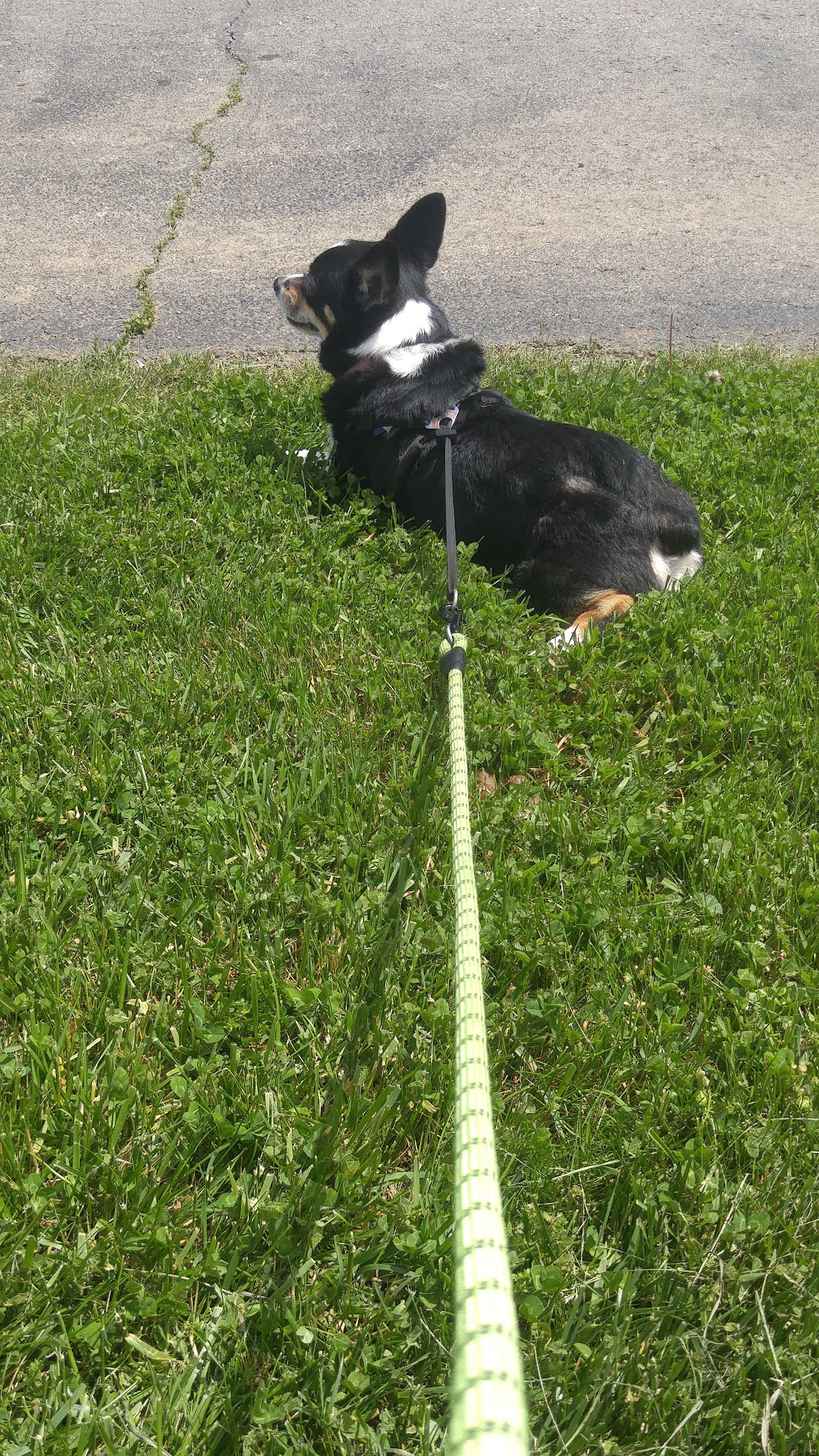 Barnes Mill Animal Hospital Richmond