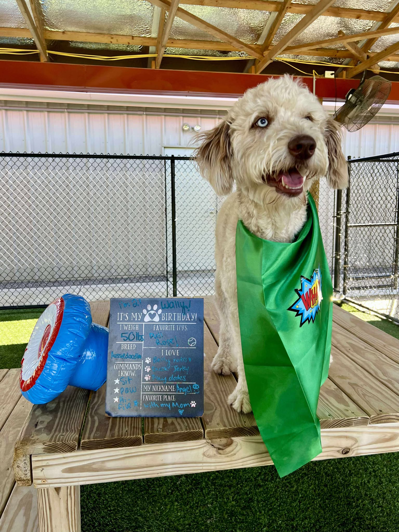 For Paws Unleashed Richmond