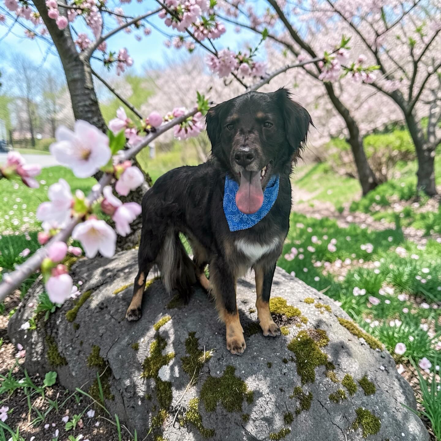 Adventure Paws Pet Grooming Richmond