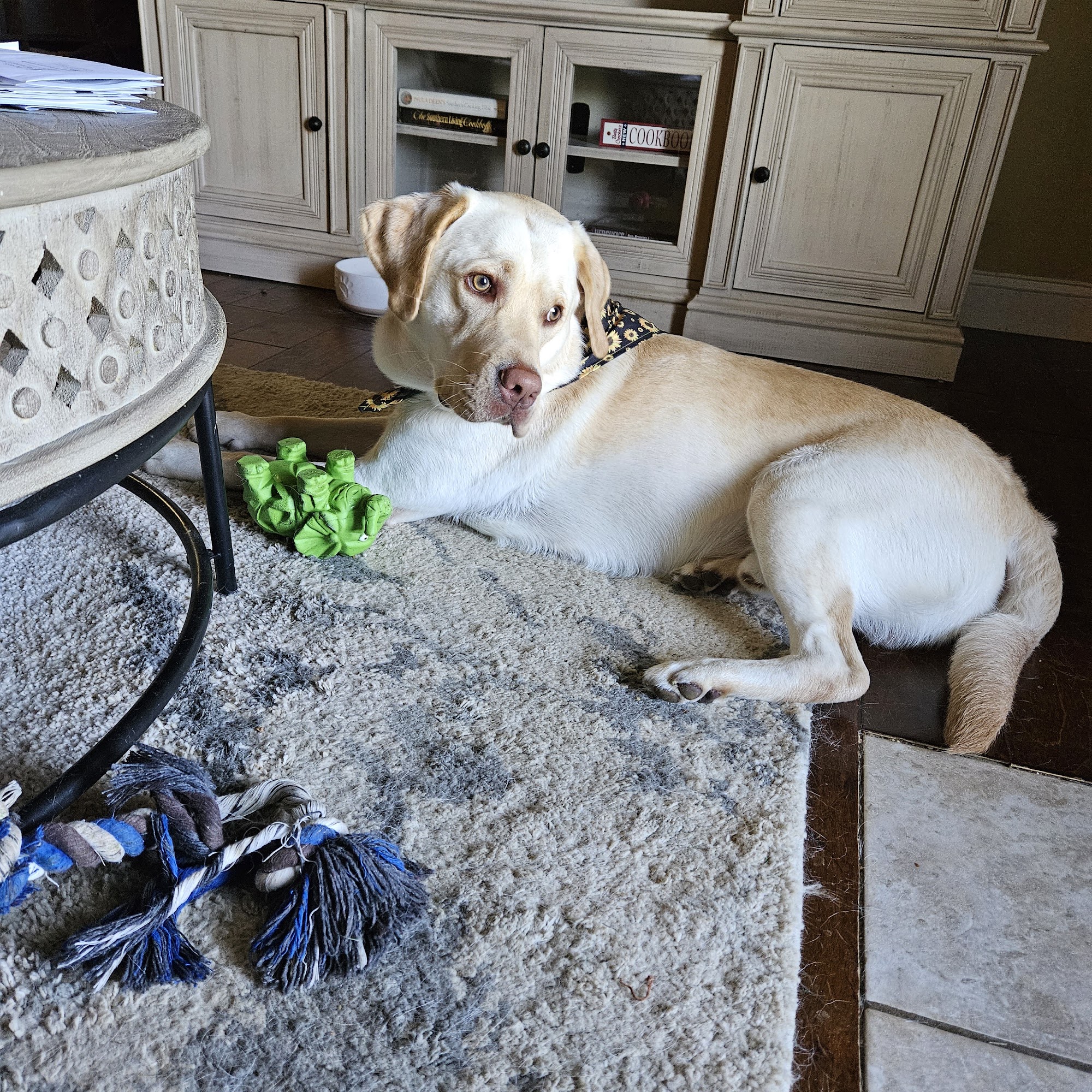 Luxury Pet Services Richmond