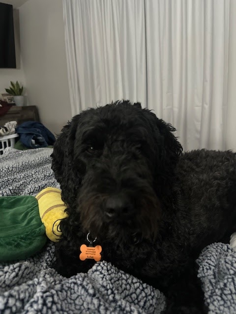 Luxury Pet Services Richmond