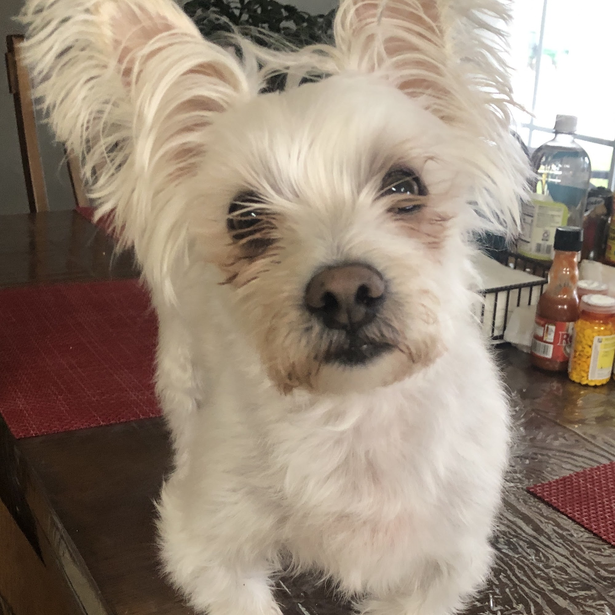 Russell County Animal Clinic Russell Springs