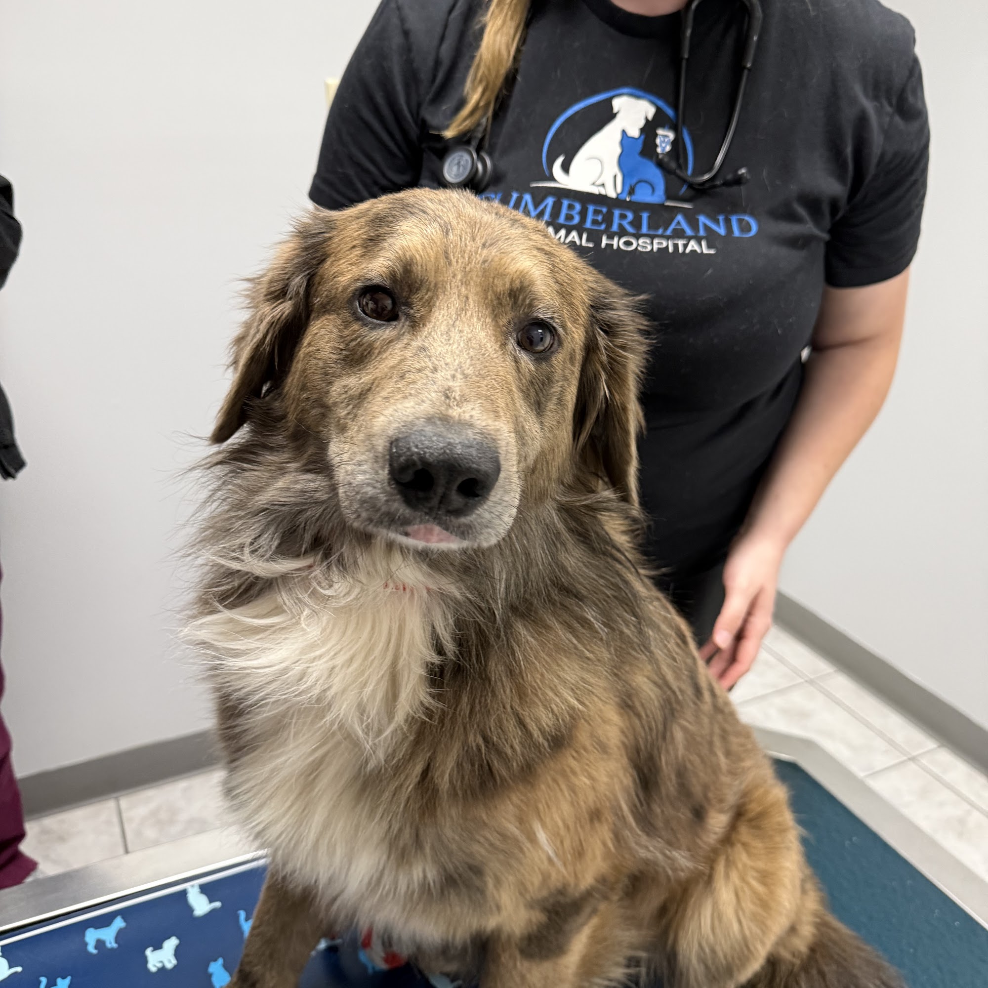 Cumberland Animal Hospital Russell Springs