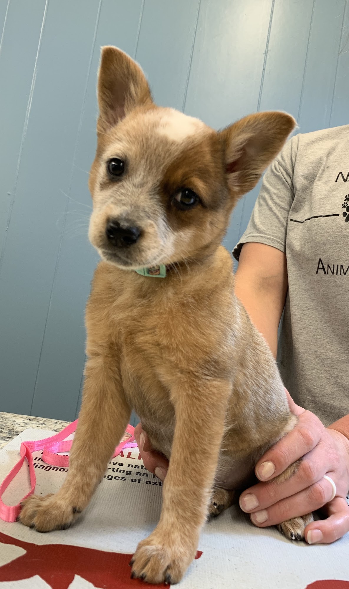 Nashville Road Animal Hospital Russellville