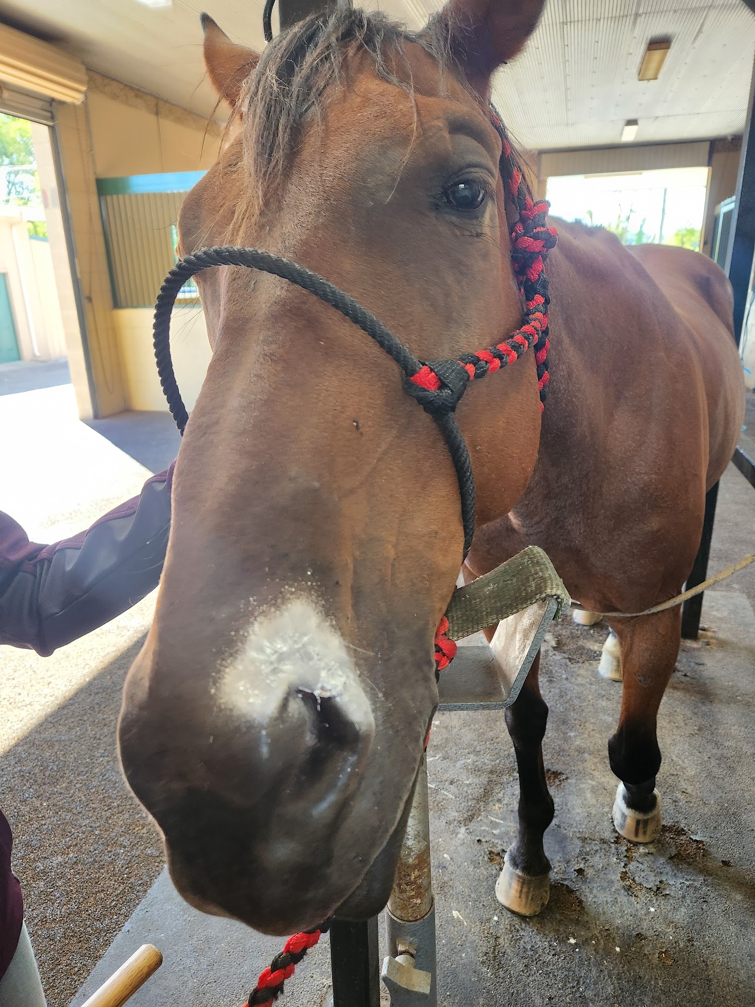 Logan Bethel Veterinary Services Russellville