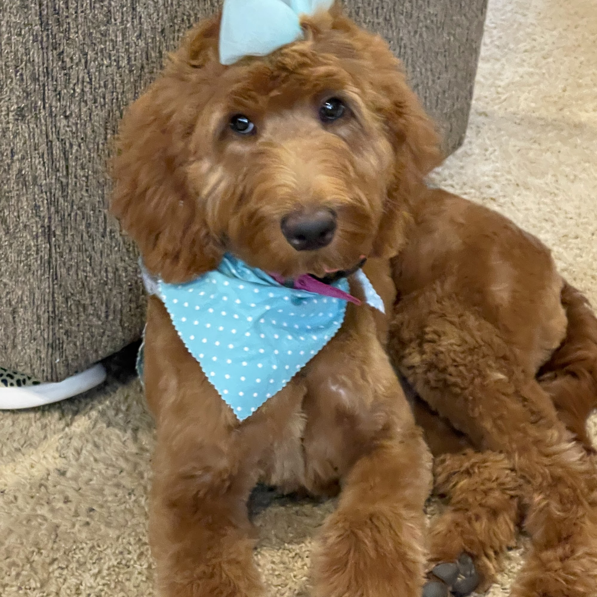 Cornerstone Veterinary Services Russellville