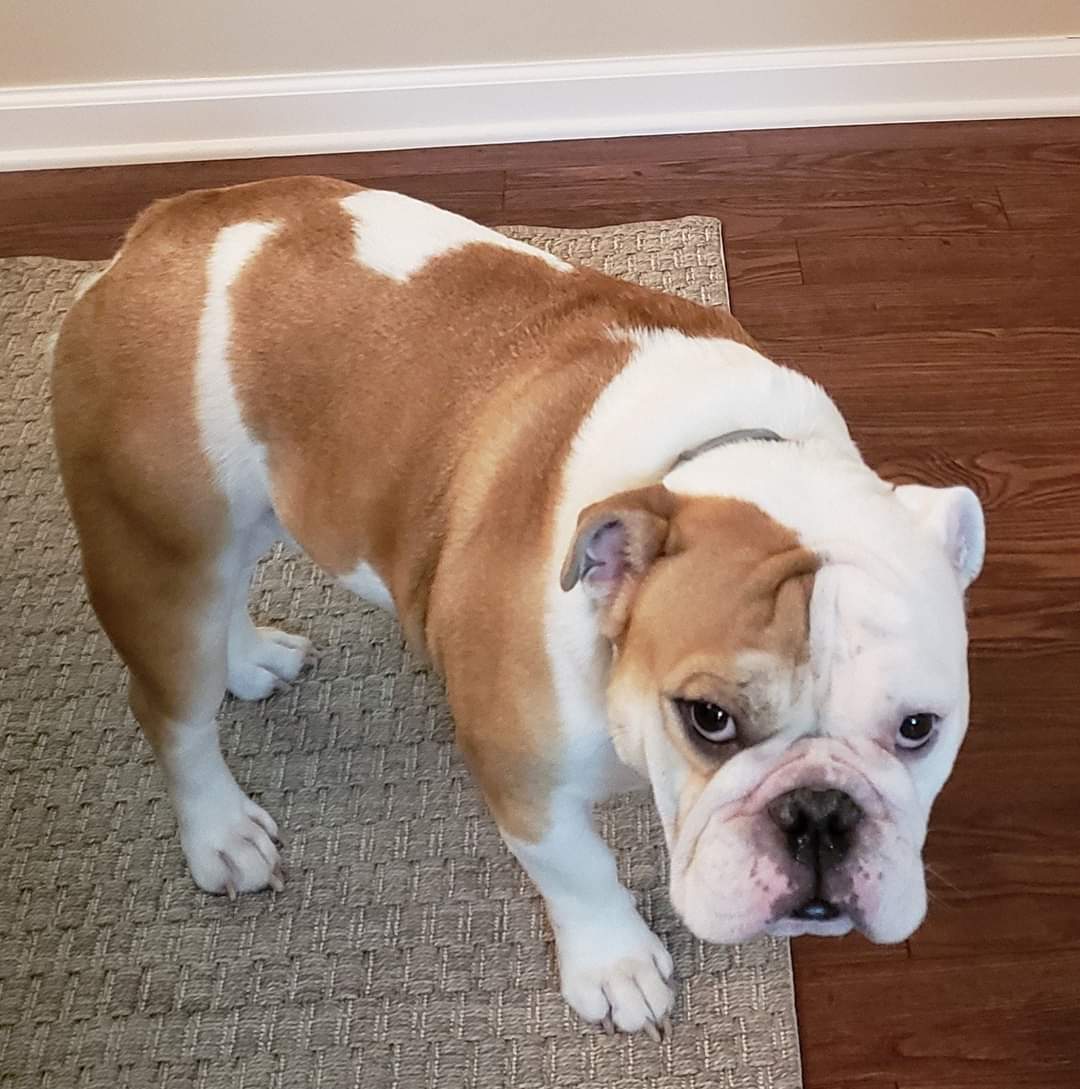 Cornerstone Veterinary Services Russellville