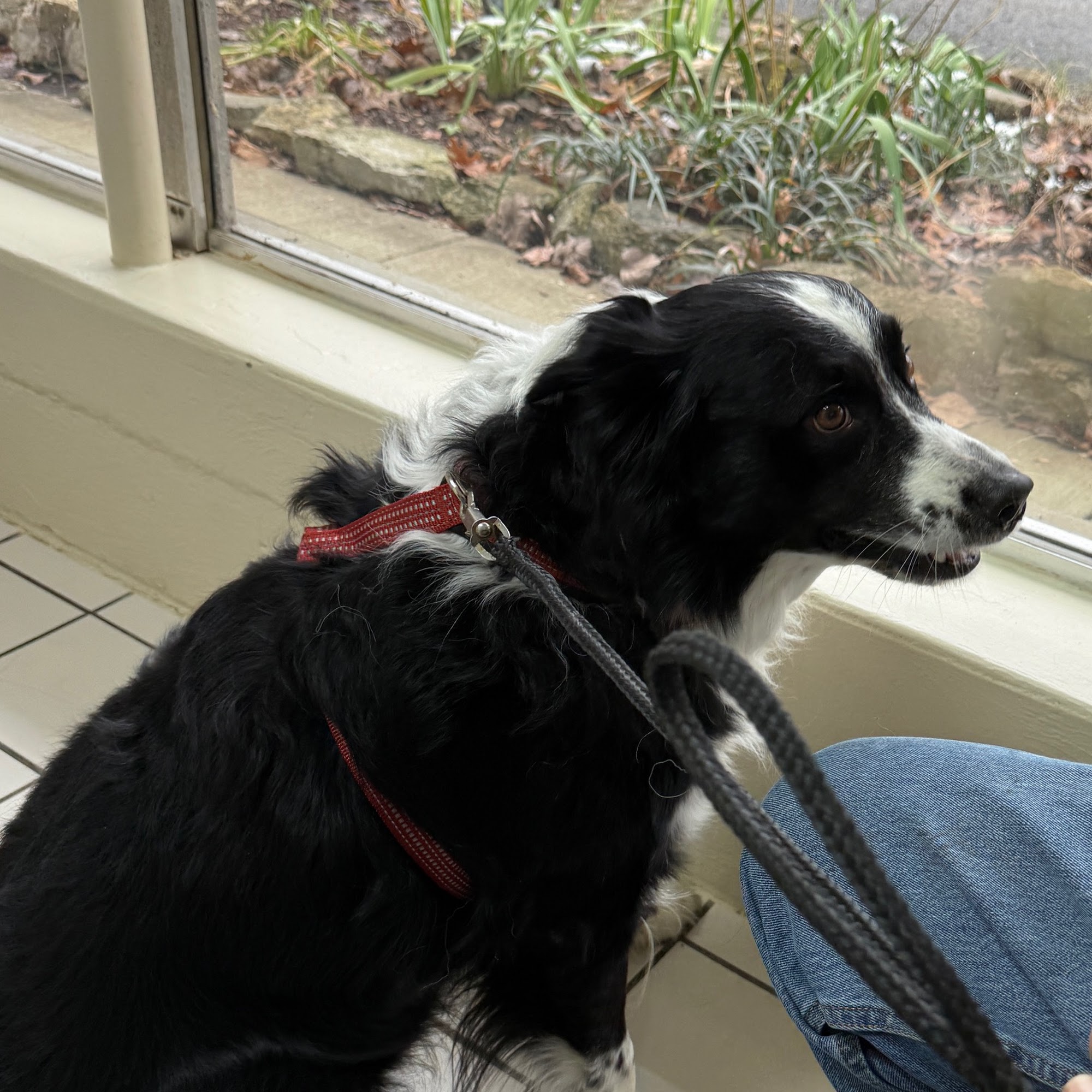 Crocker Animal Hospital Scottsville