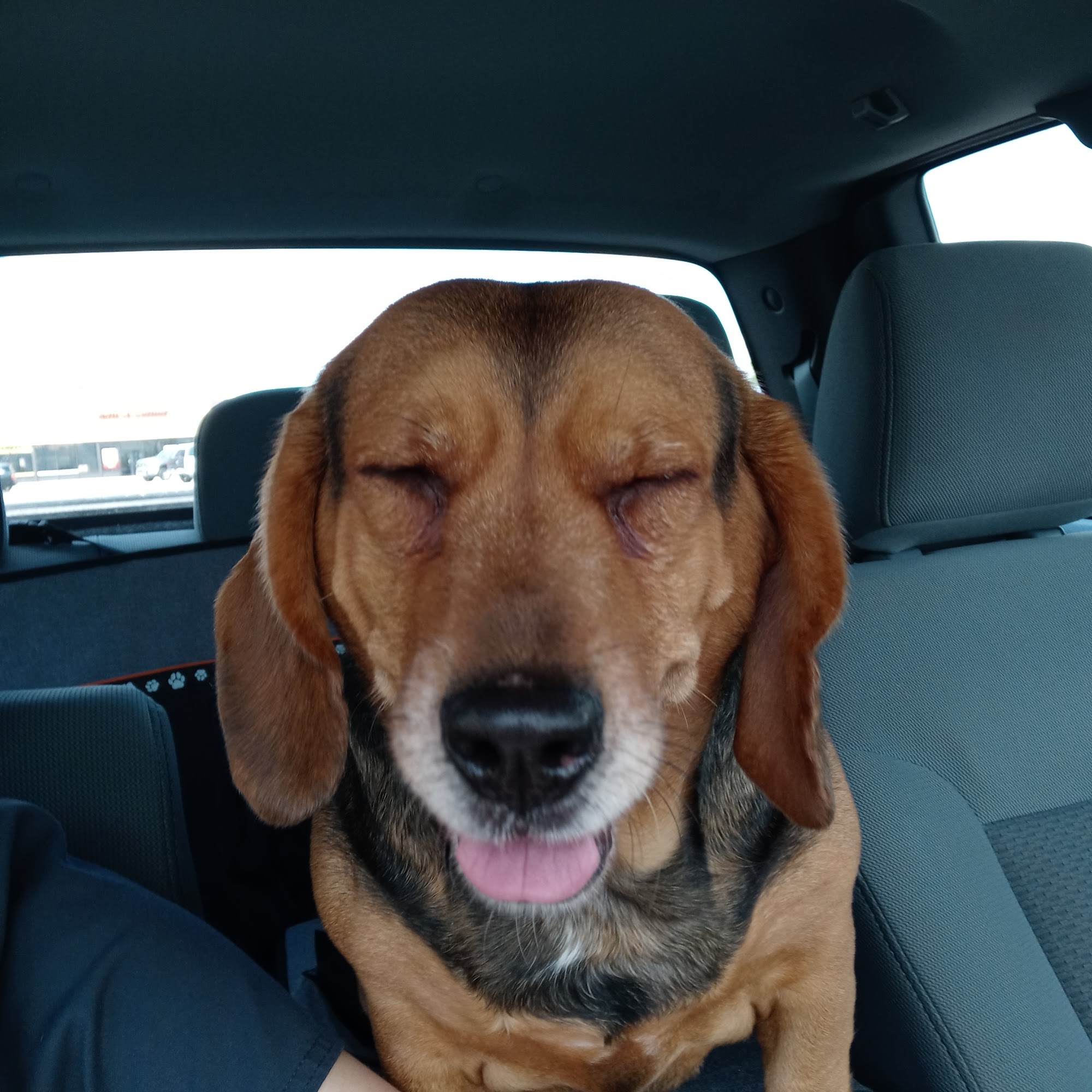 Magnolia Animal Clinic Shelbyville