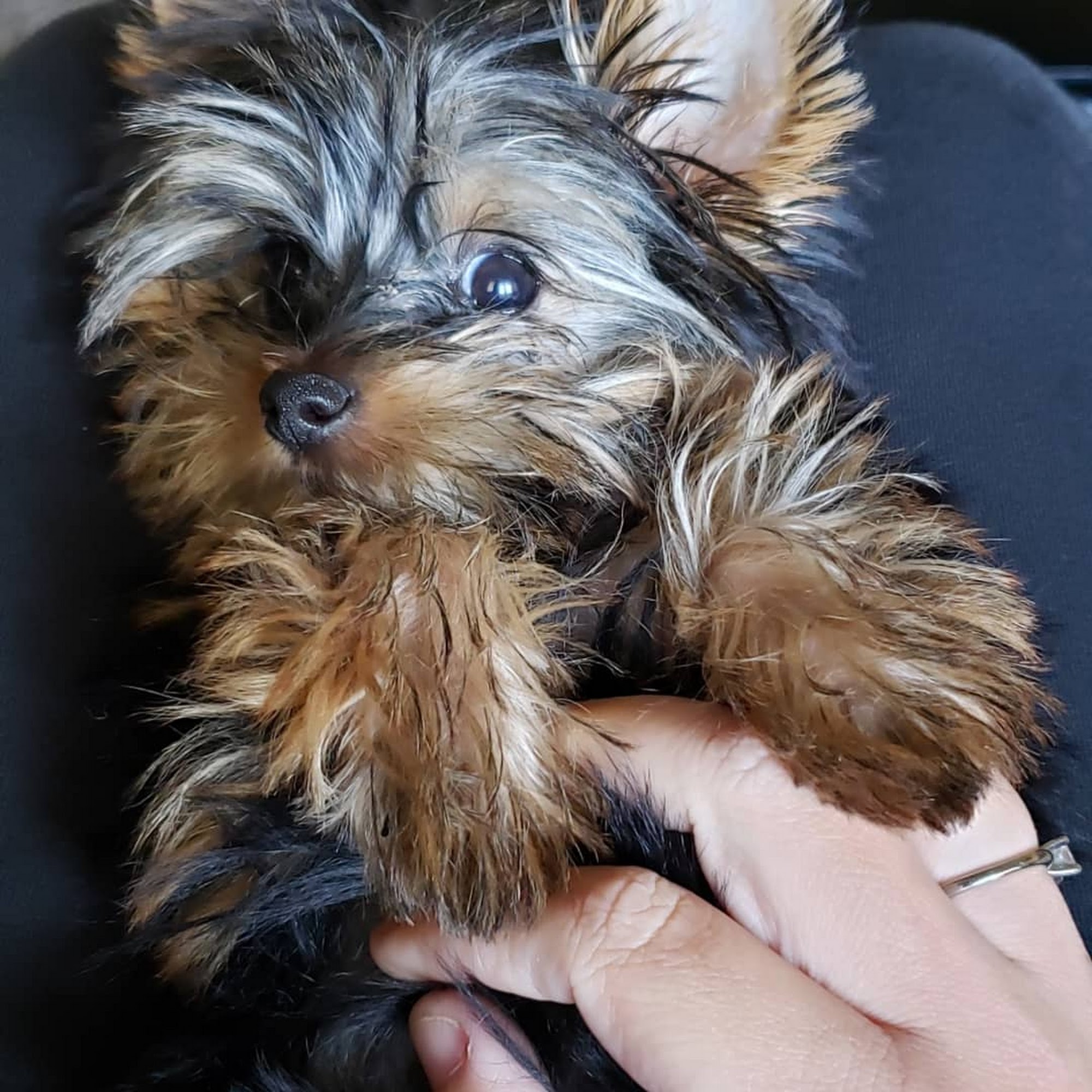 Kat's Doggie Styles, LLC Shelbyville