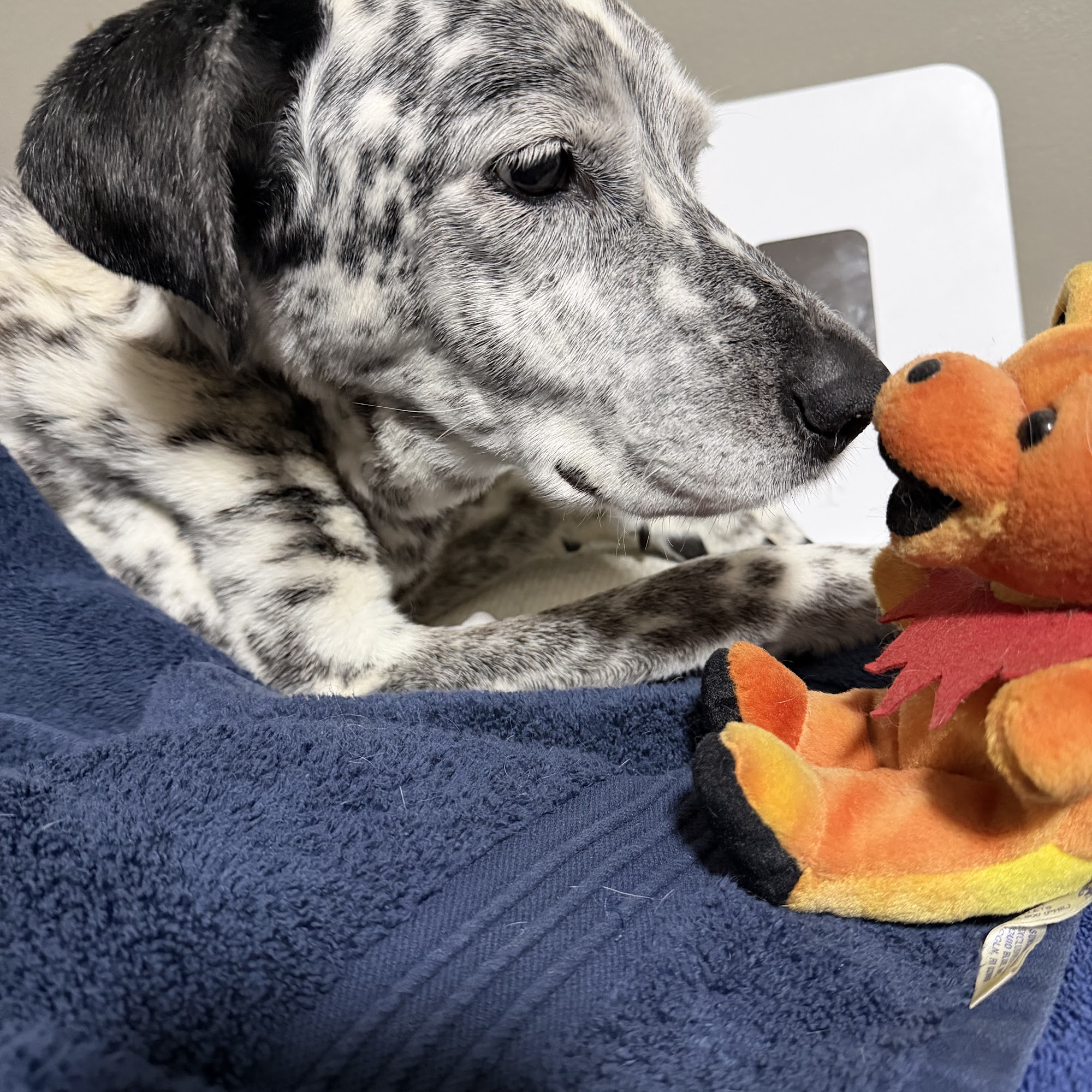 Shepherdsville Animal Hospital Shepherdsville