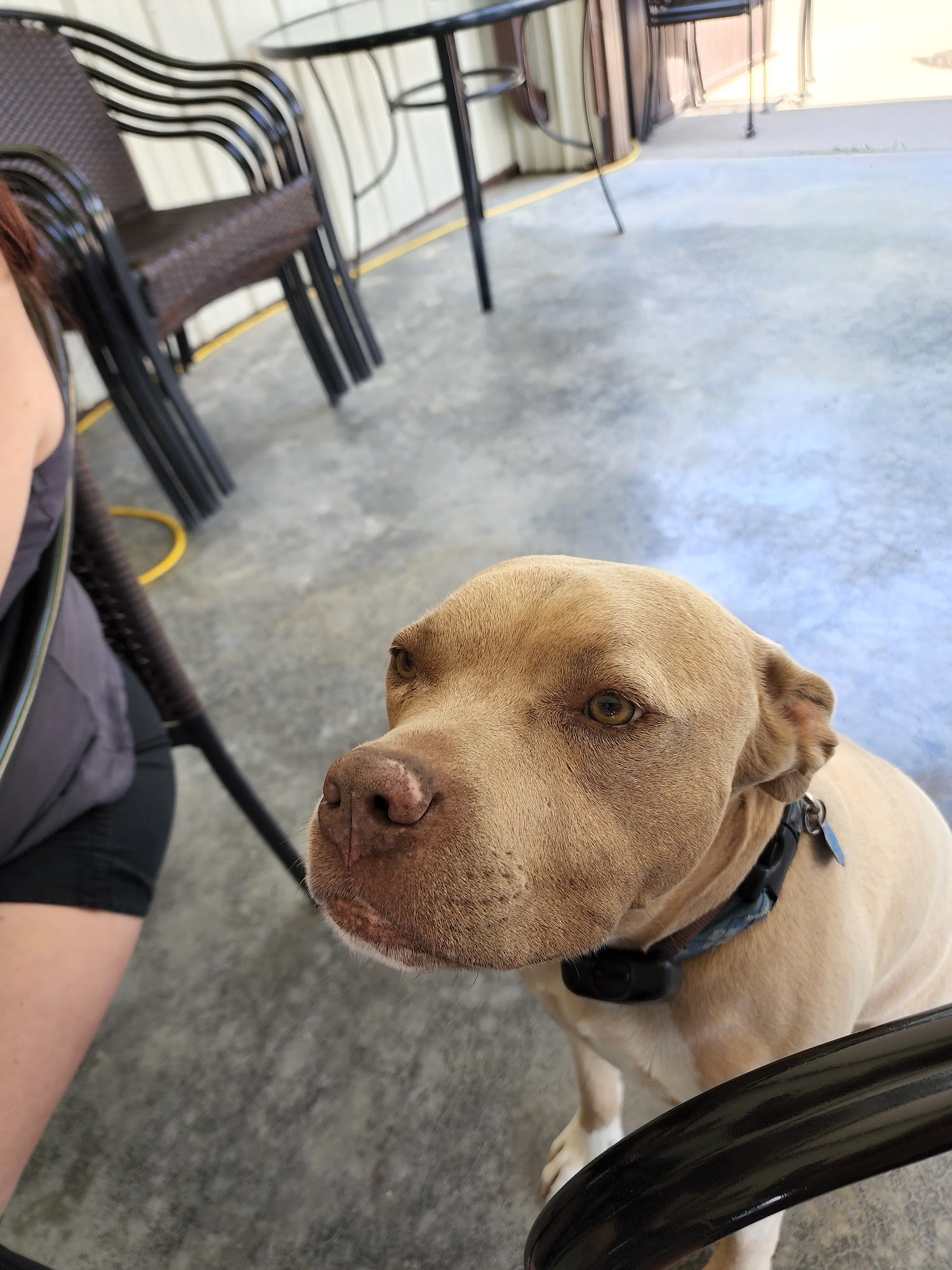 Wight-Meyer Vineyards & Winery Shepherdsville