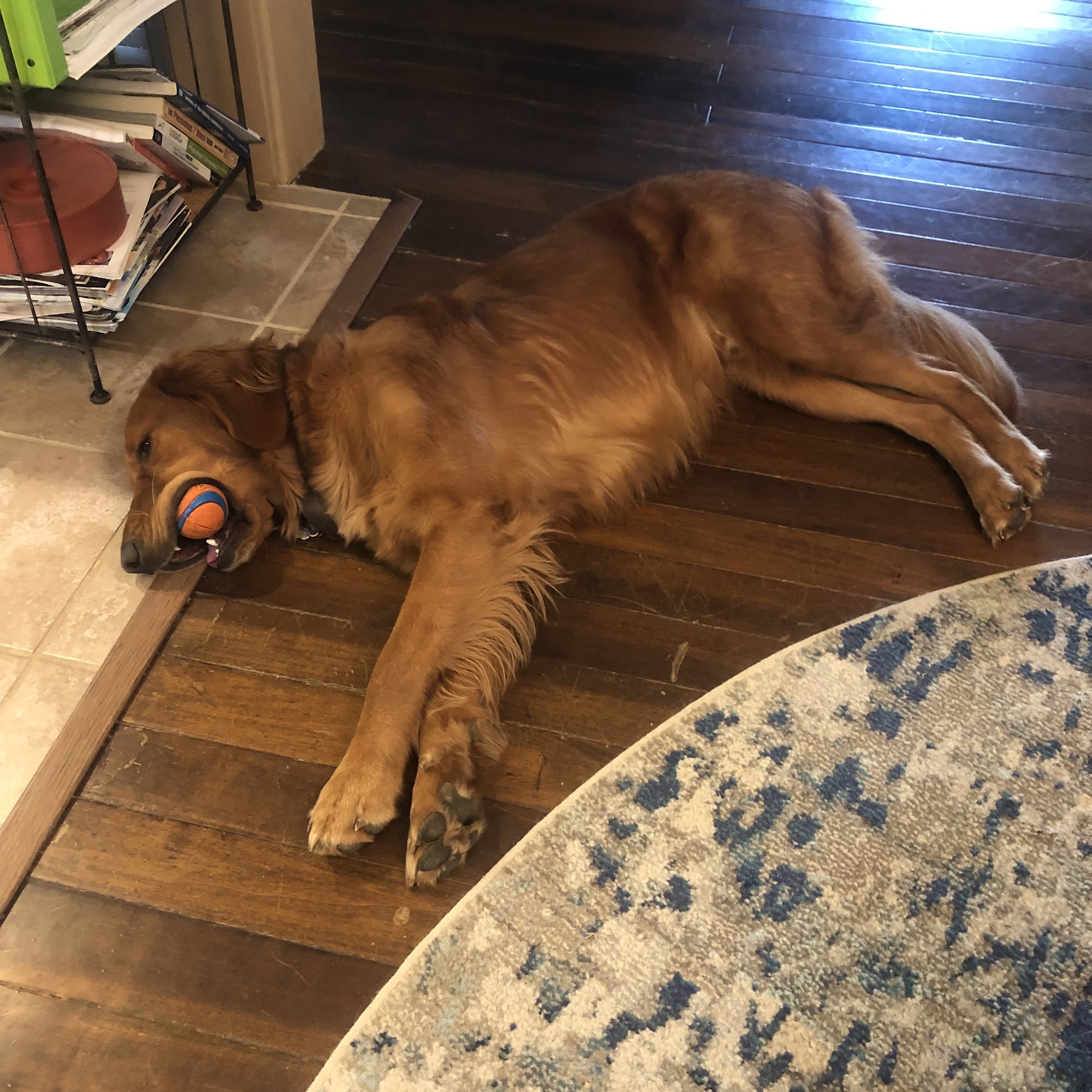 Veterinary Center of Somerset Somerset