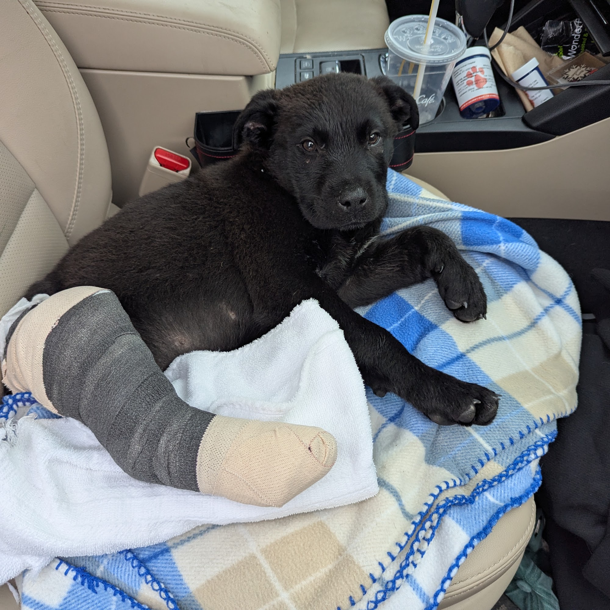 Somerset Animal Hospital Somerset