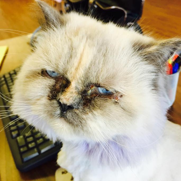 Just Like Home Pet Grooming Somerset