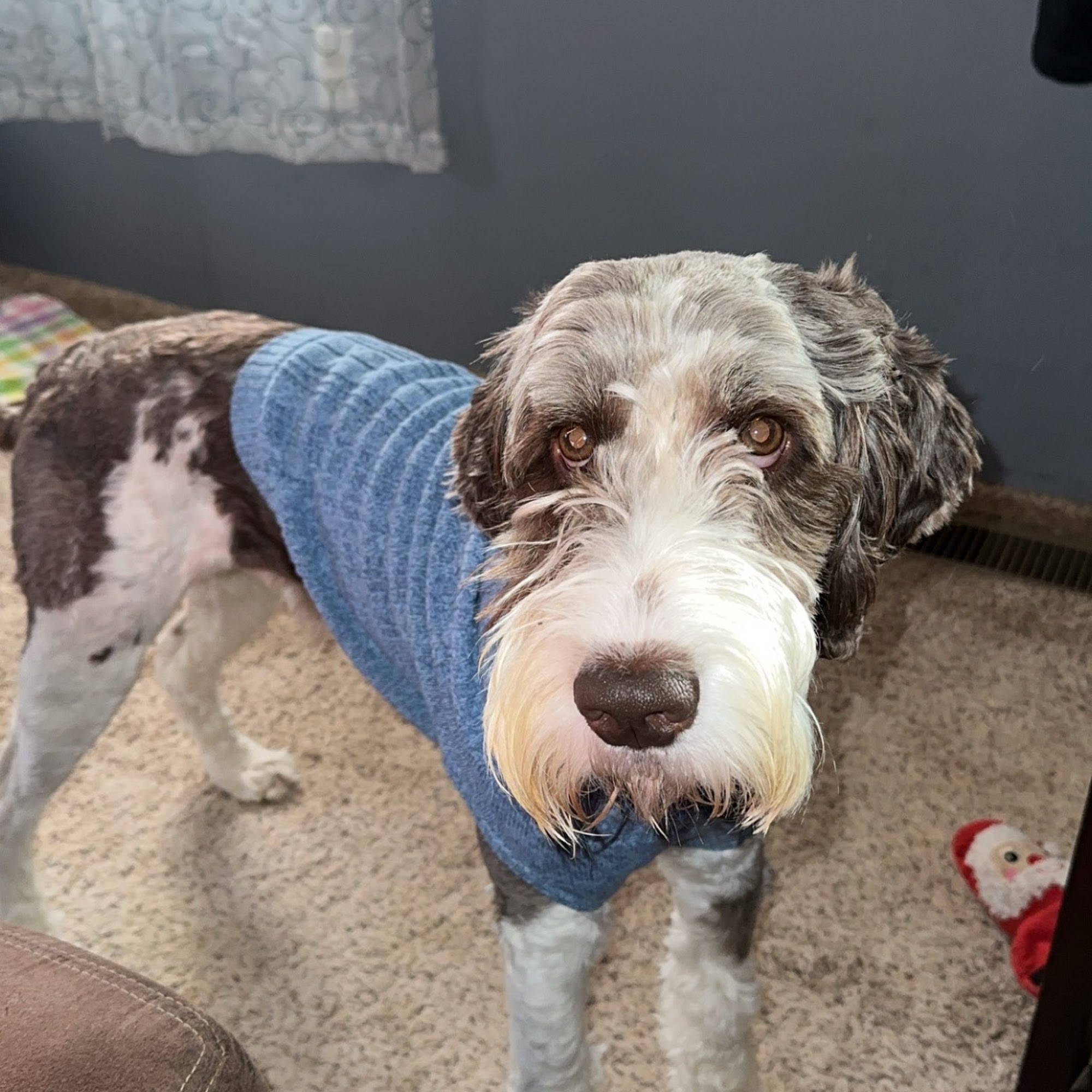 BFF Dog Grooming and Boarding Somerset