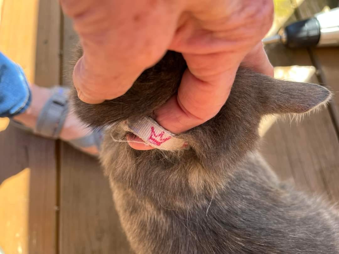 Paw Prints Grooming
