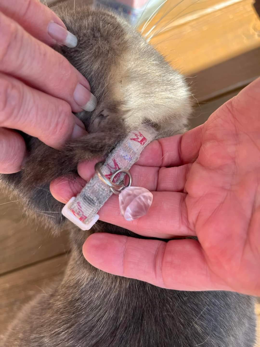 Paw Prints Grooming