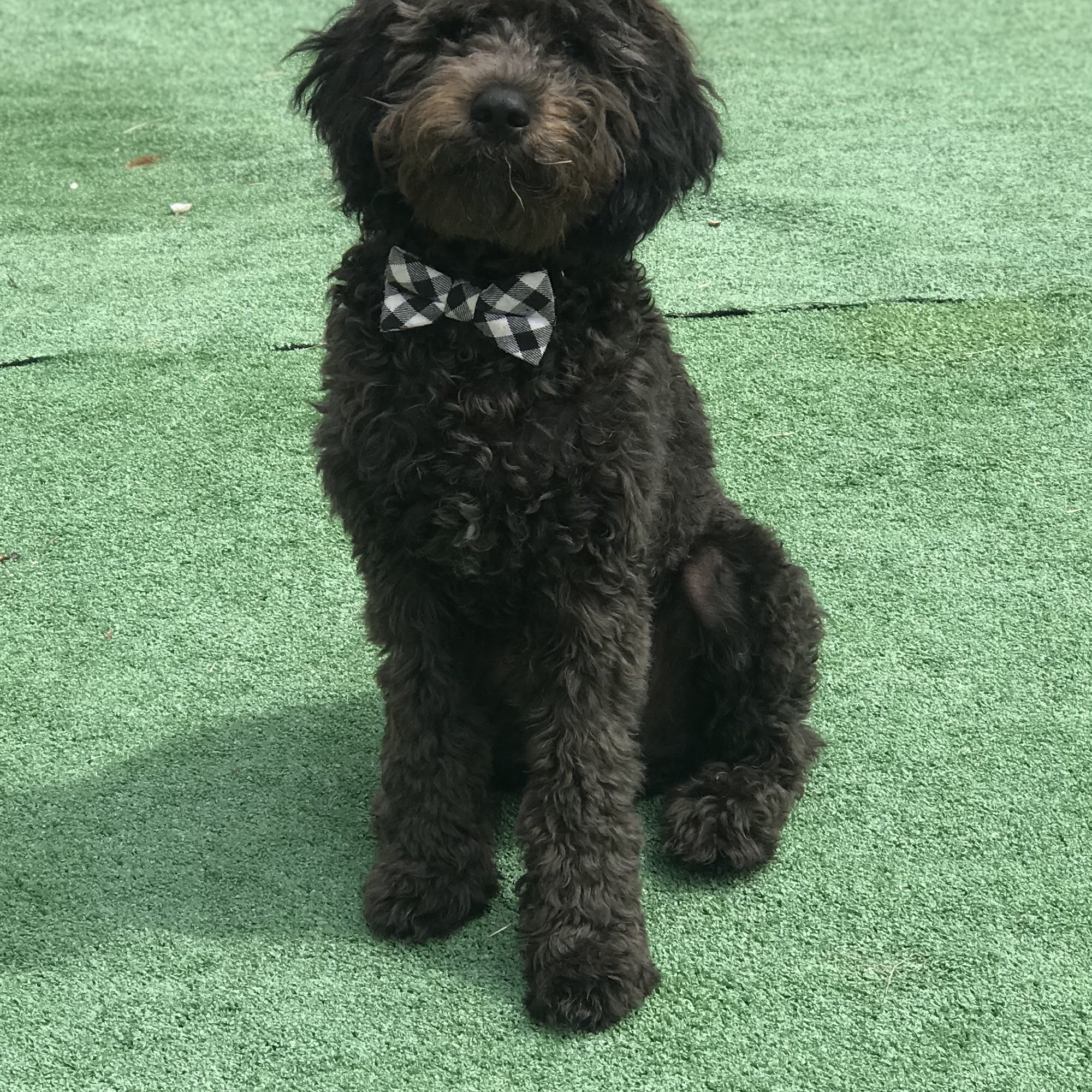 Diamonds in the Ruff grooming Salon Somerset