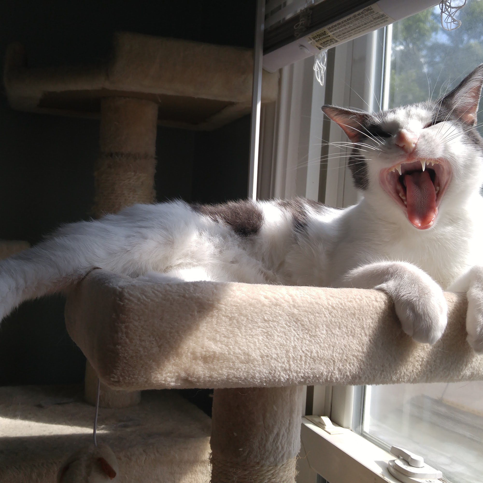 Chenoweth Lane Pet Clinic St. Matthews