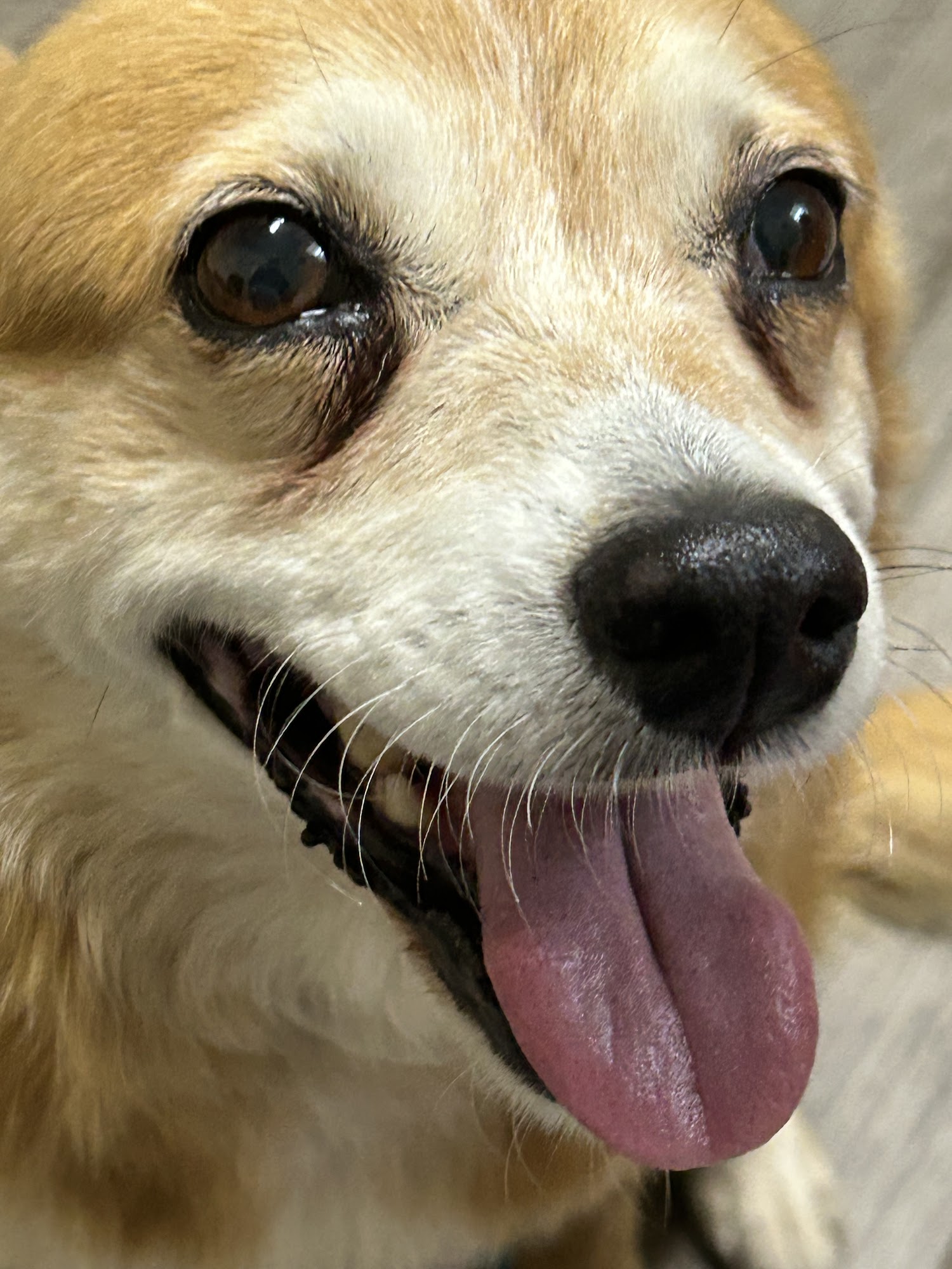 Stanford Veterinary Hospital Stanford