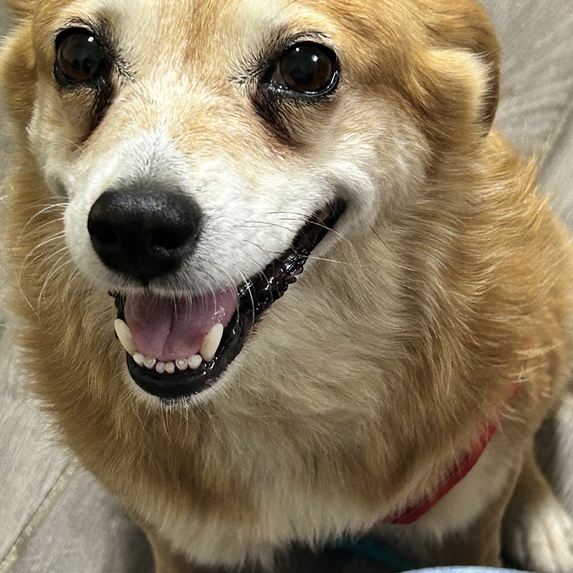 Stanford Veterinary Hospital Stanford