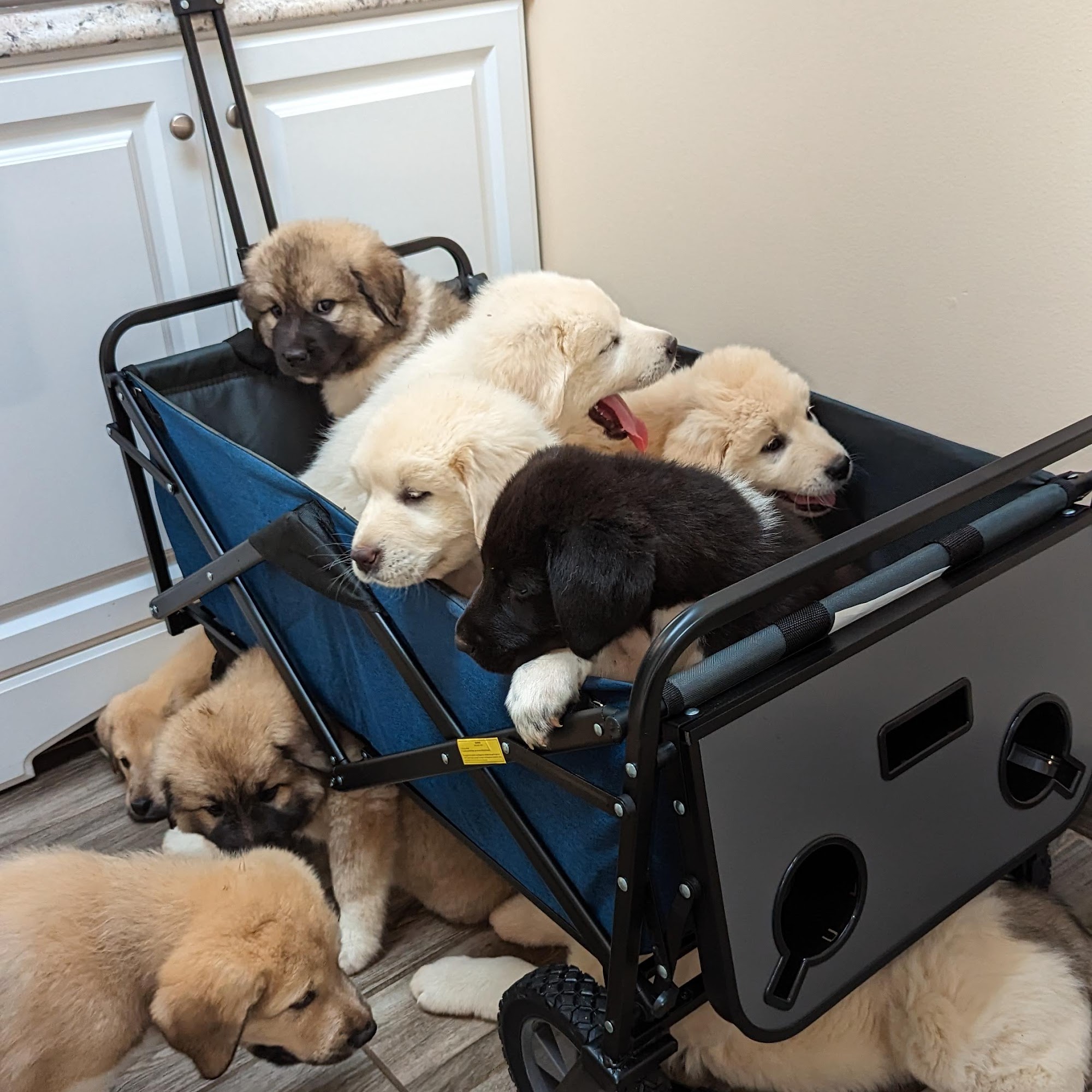 Alford Jonathan DVM Stanford