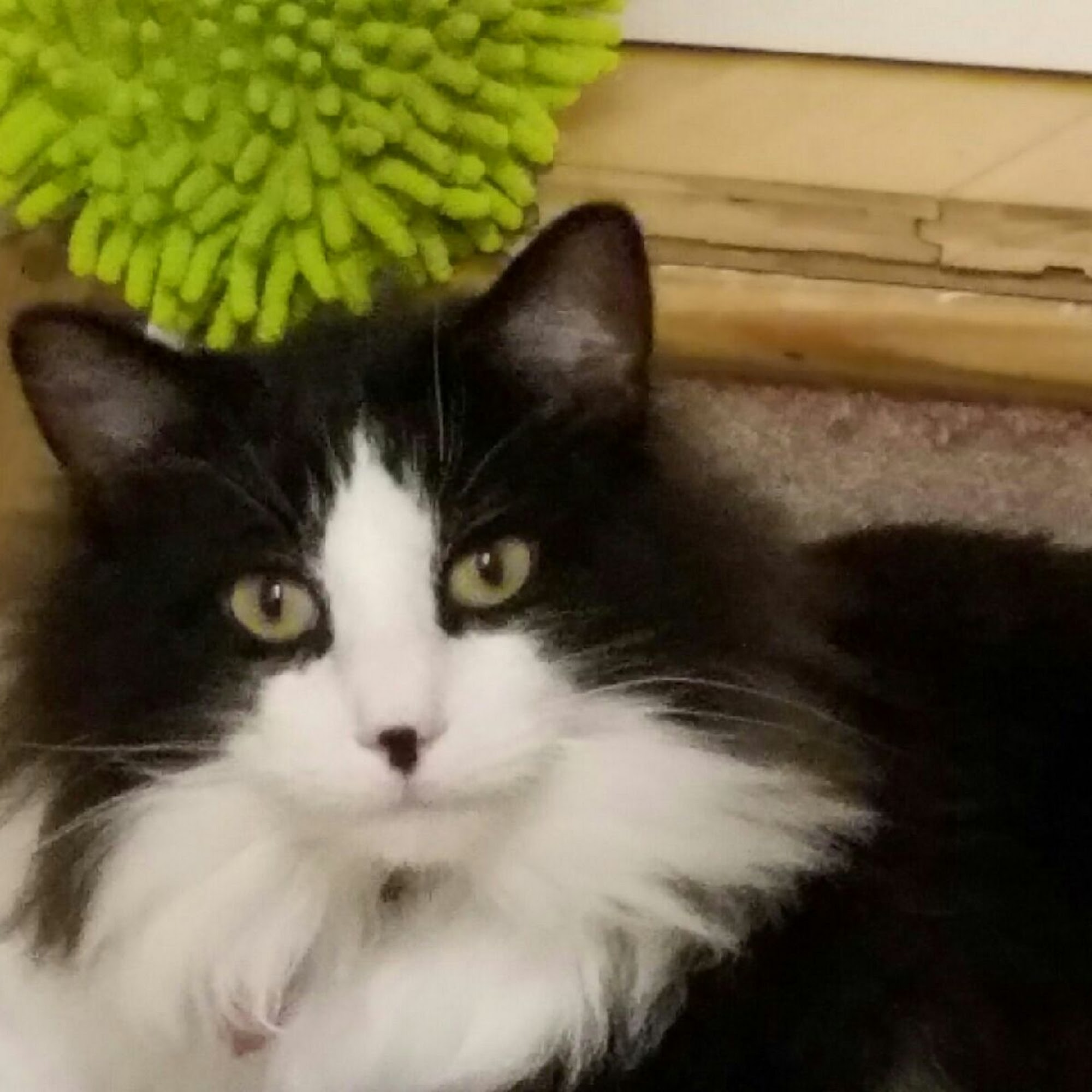 Union Pet Hospital Union