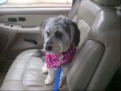 Animal House Pet Hotel & Grooming Versailles