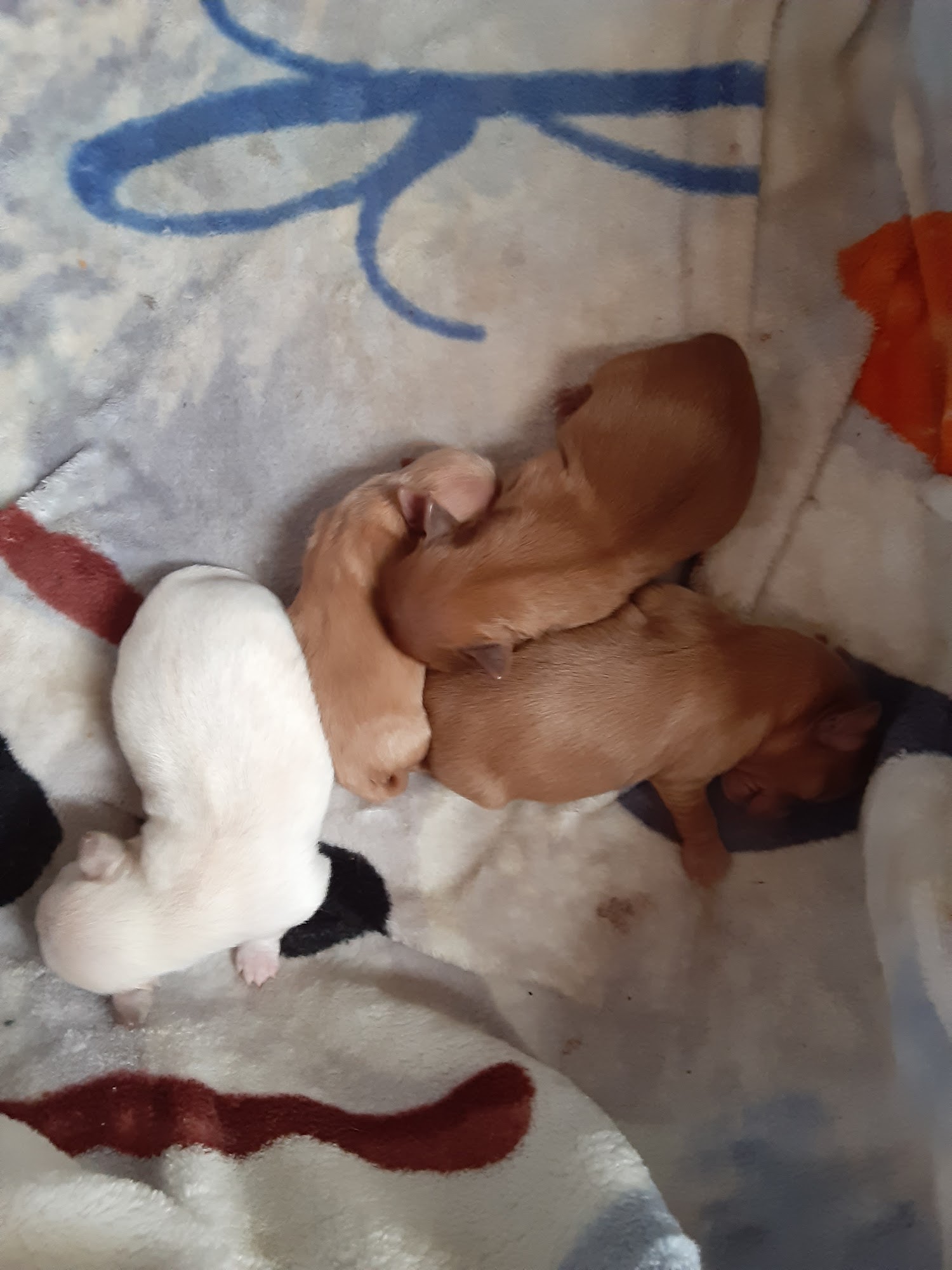 Crossroads Veterinary Clinic, LLC Versailles