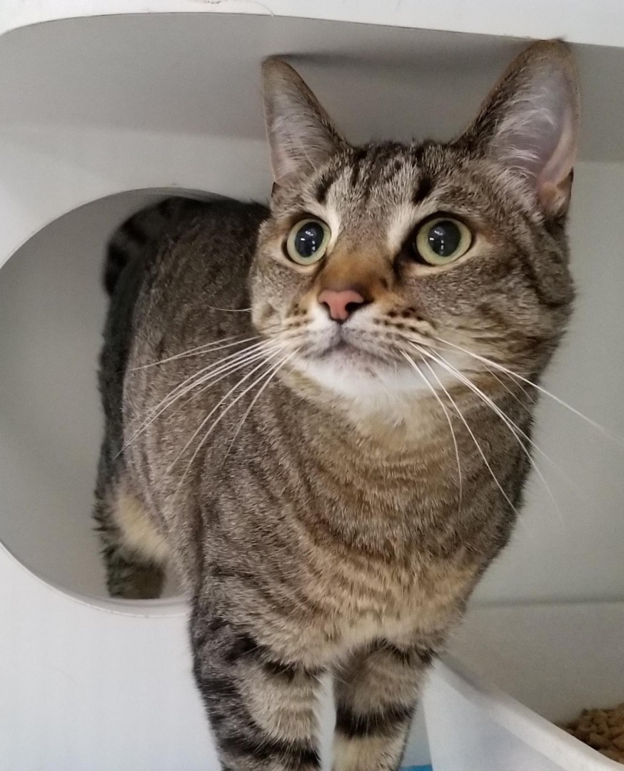 VCA Woodford Boarding and Grooming Versailles