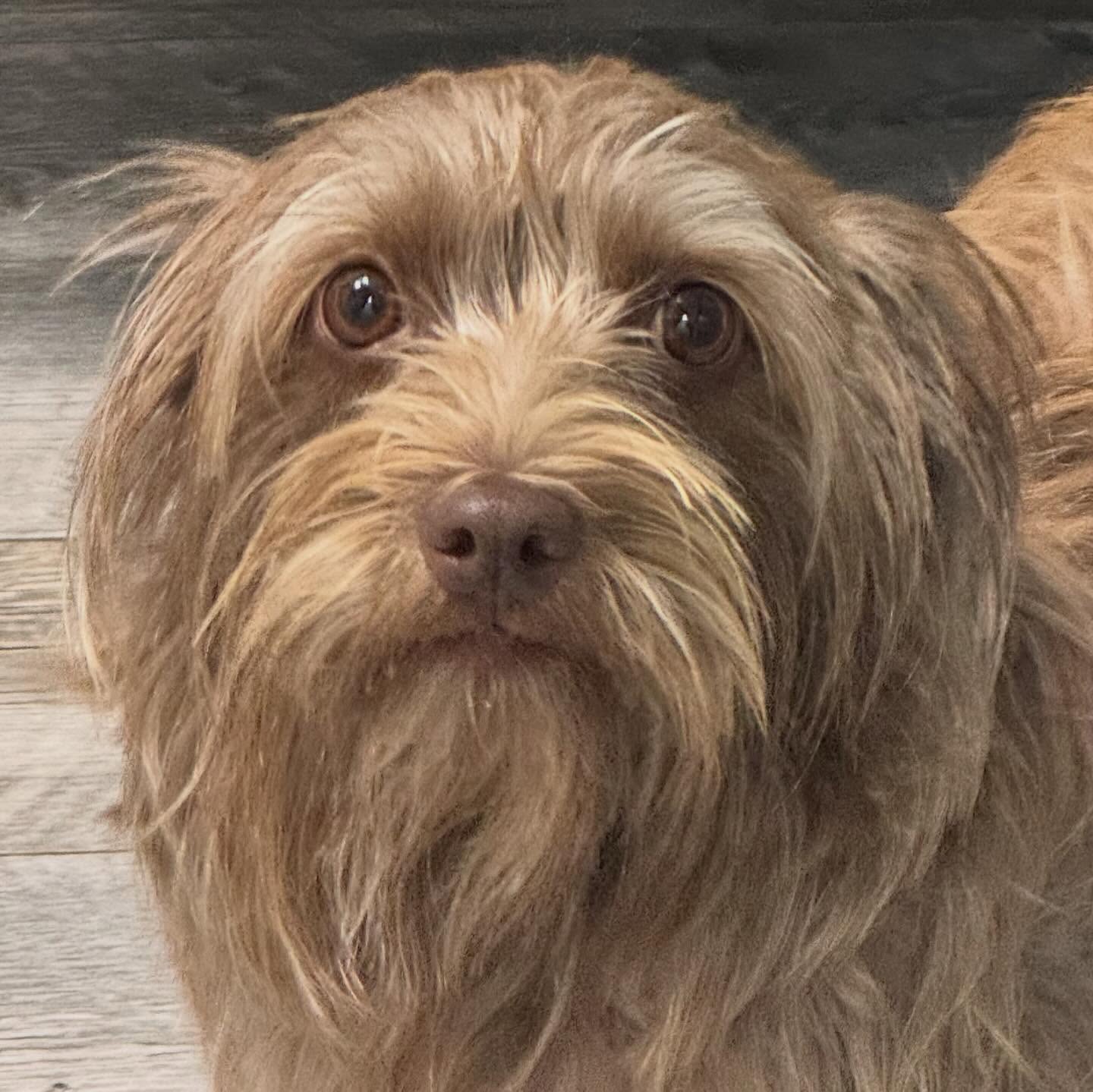 Eckert Veterinary Hospital Versailles