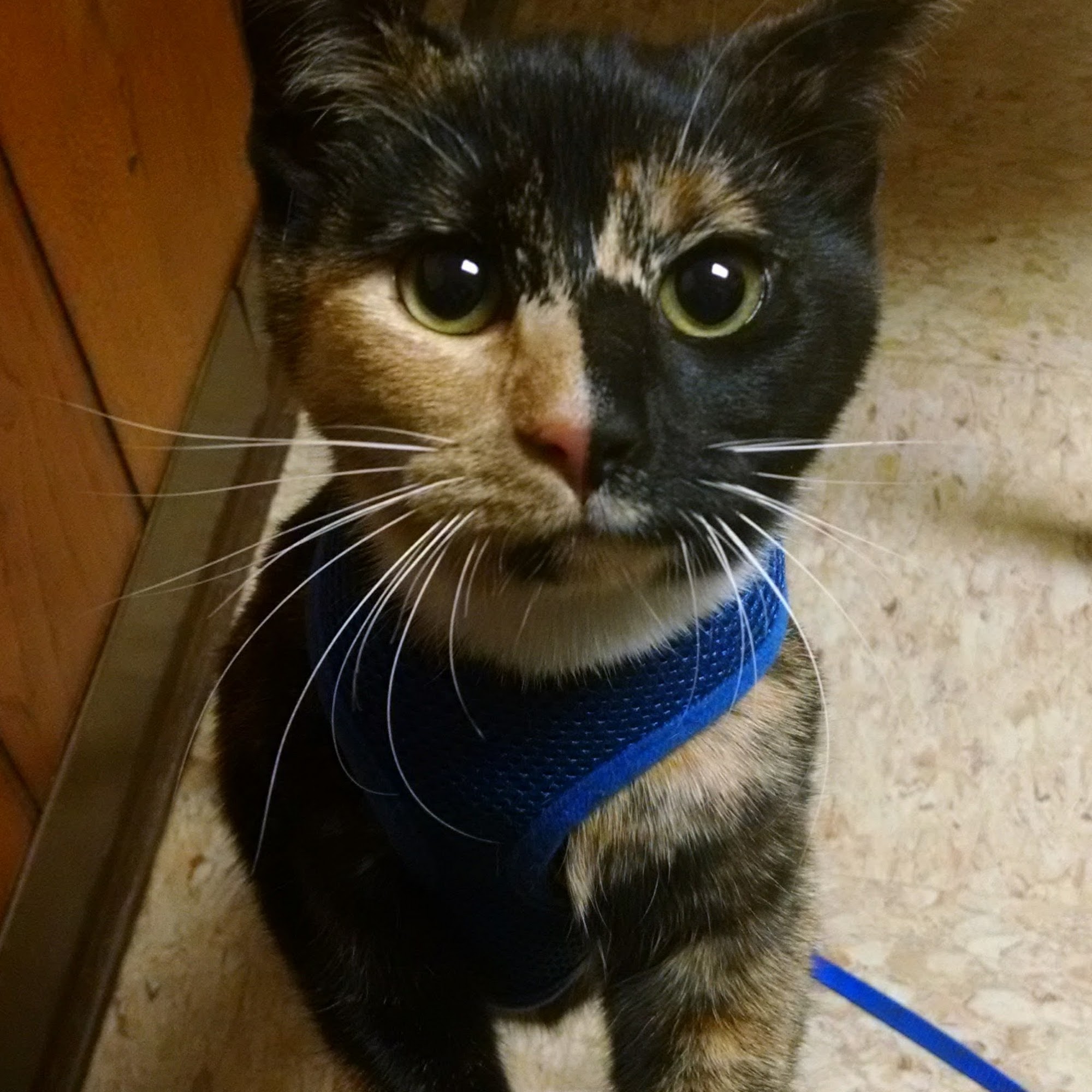 Walton Animal Clinic Walton