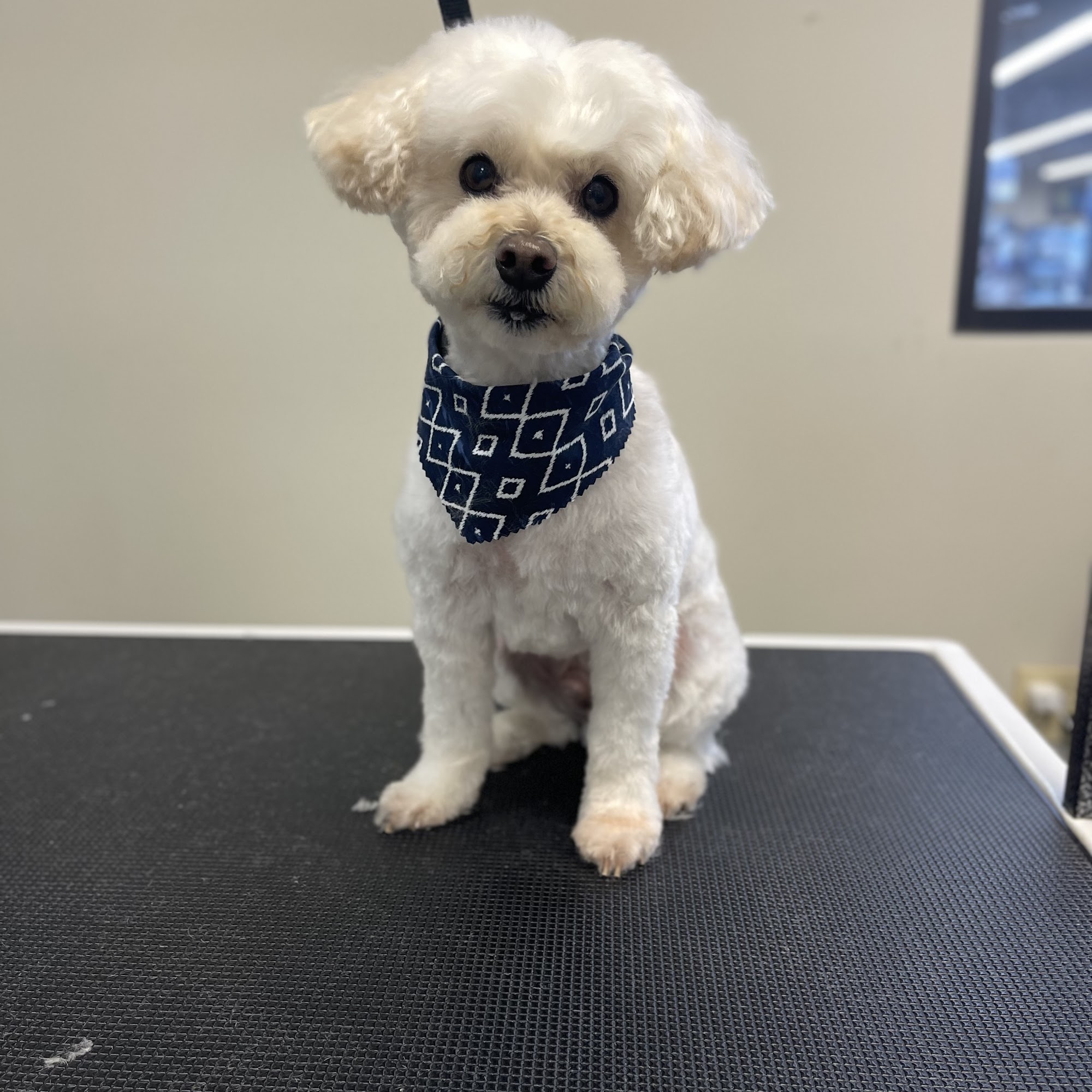 Feeders Pet Supply Walton