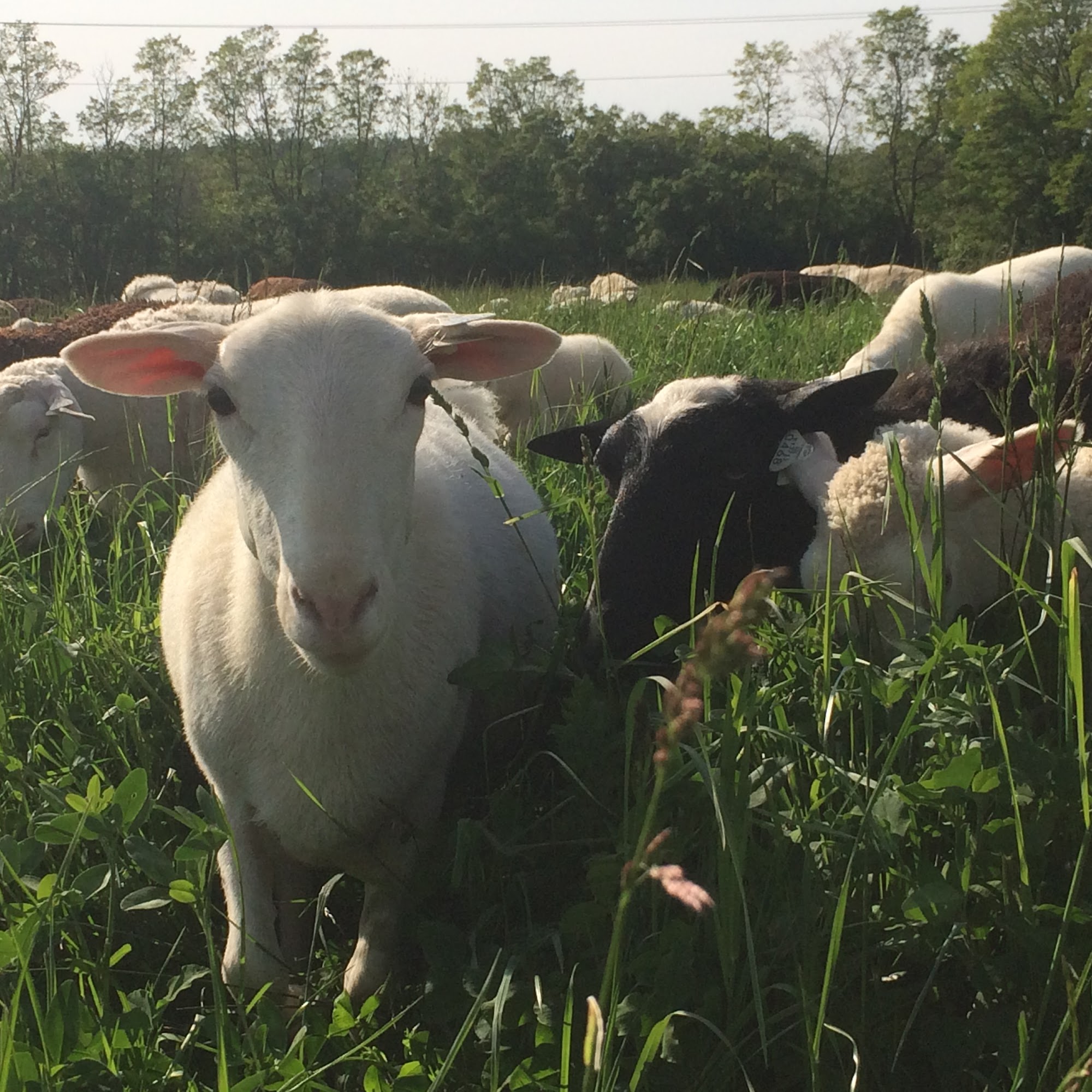 Ryan Raised Farm Walton