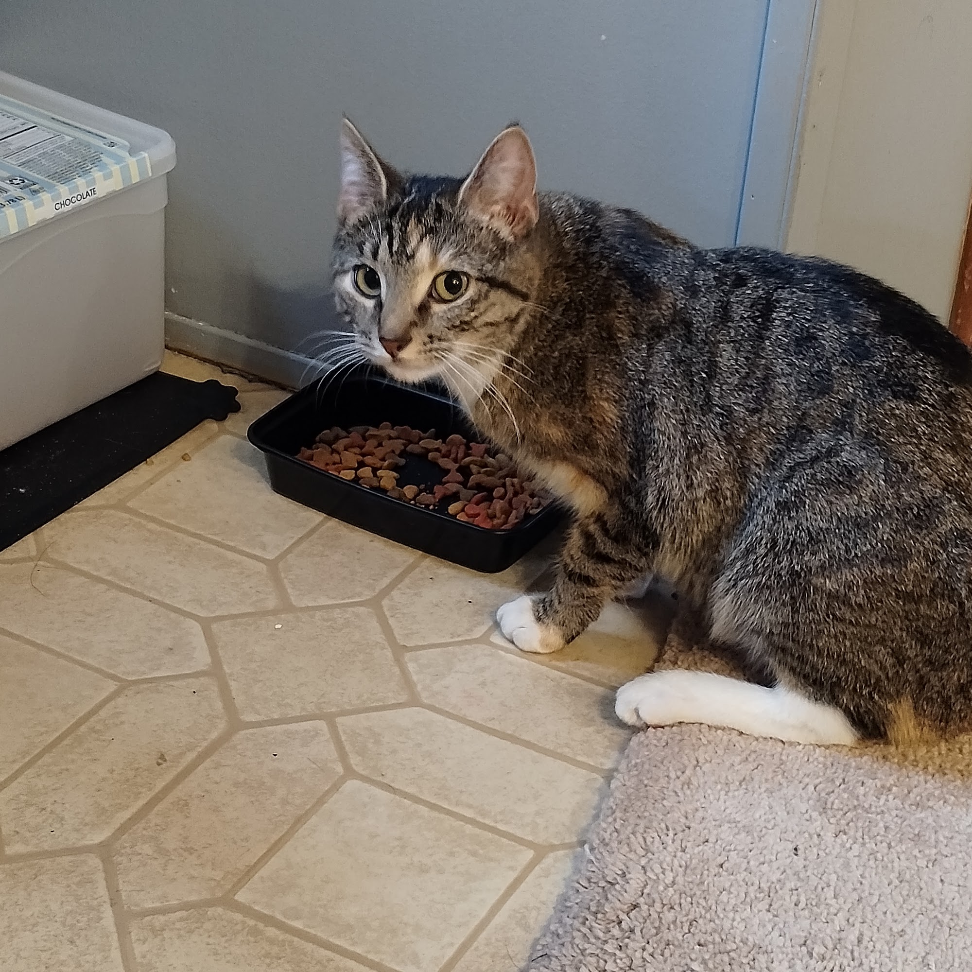 Grant County Animal Shelter Williamstown