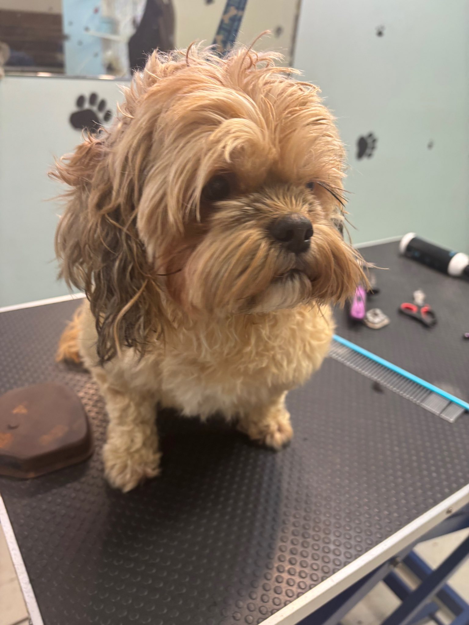 Custom K9 Clips Williamstown