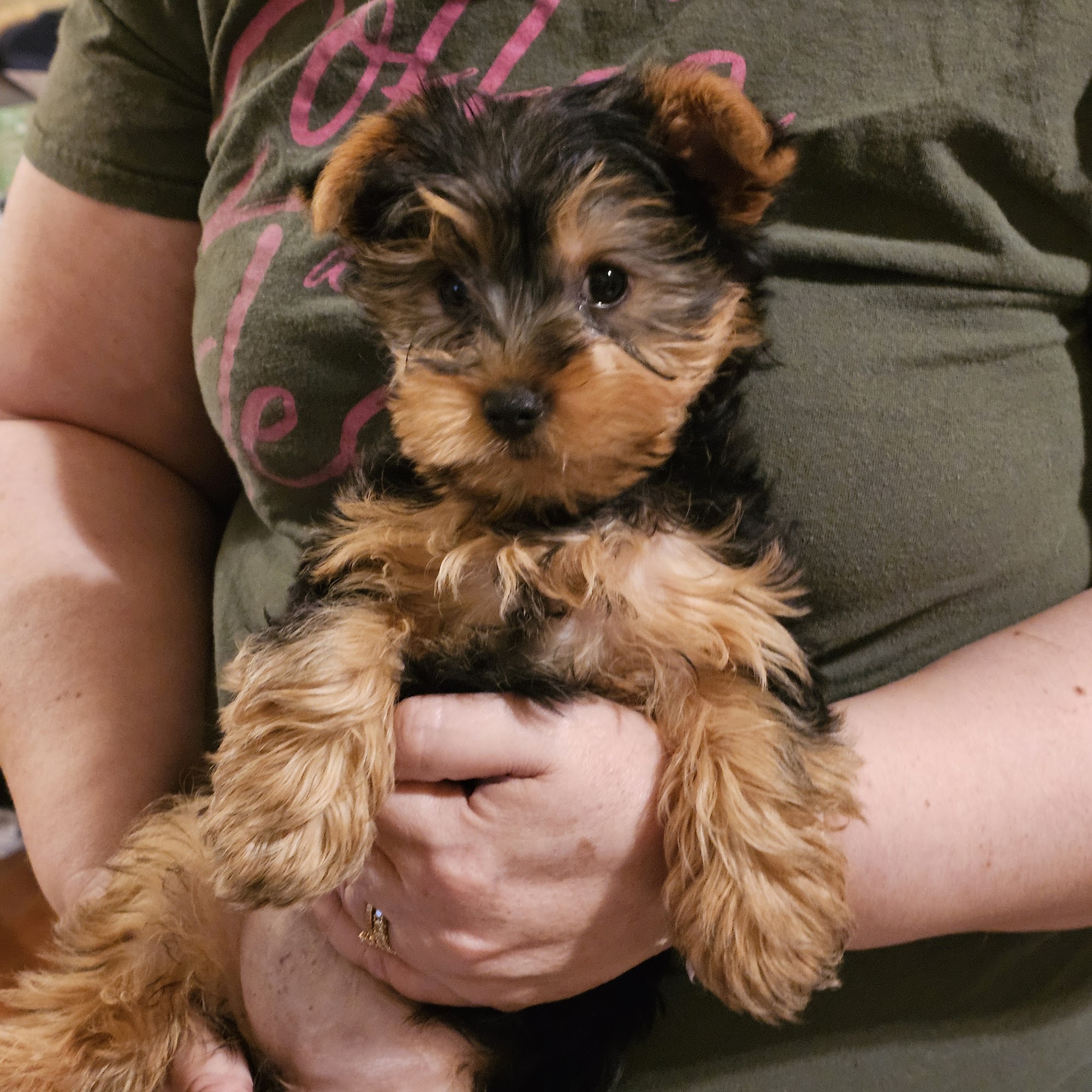 Boonesboro Animal Clinic Winchester